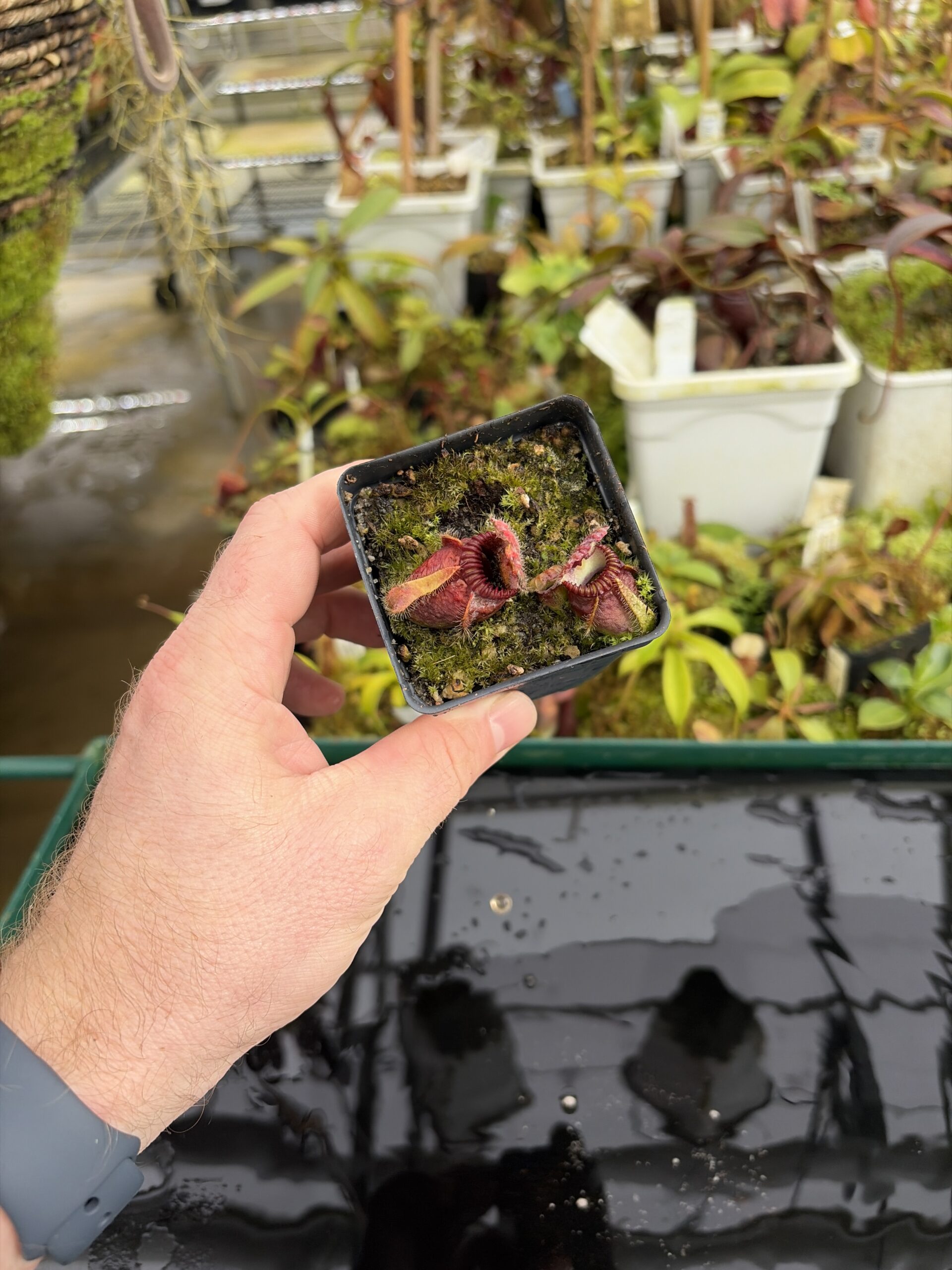 Wide Angle of Cephalotus follicularis 'Elizabeth' | Florae Collaborative | | IN27192