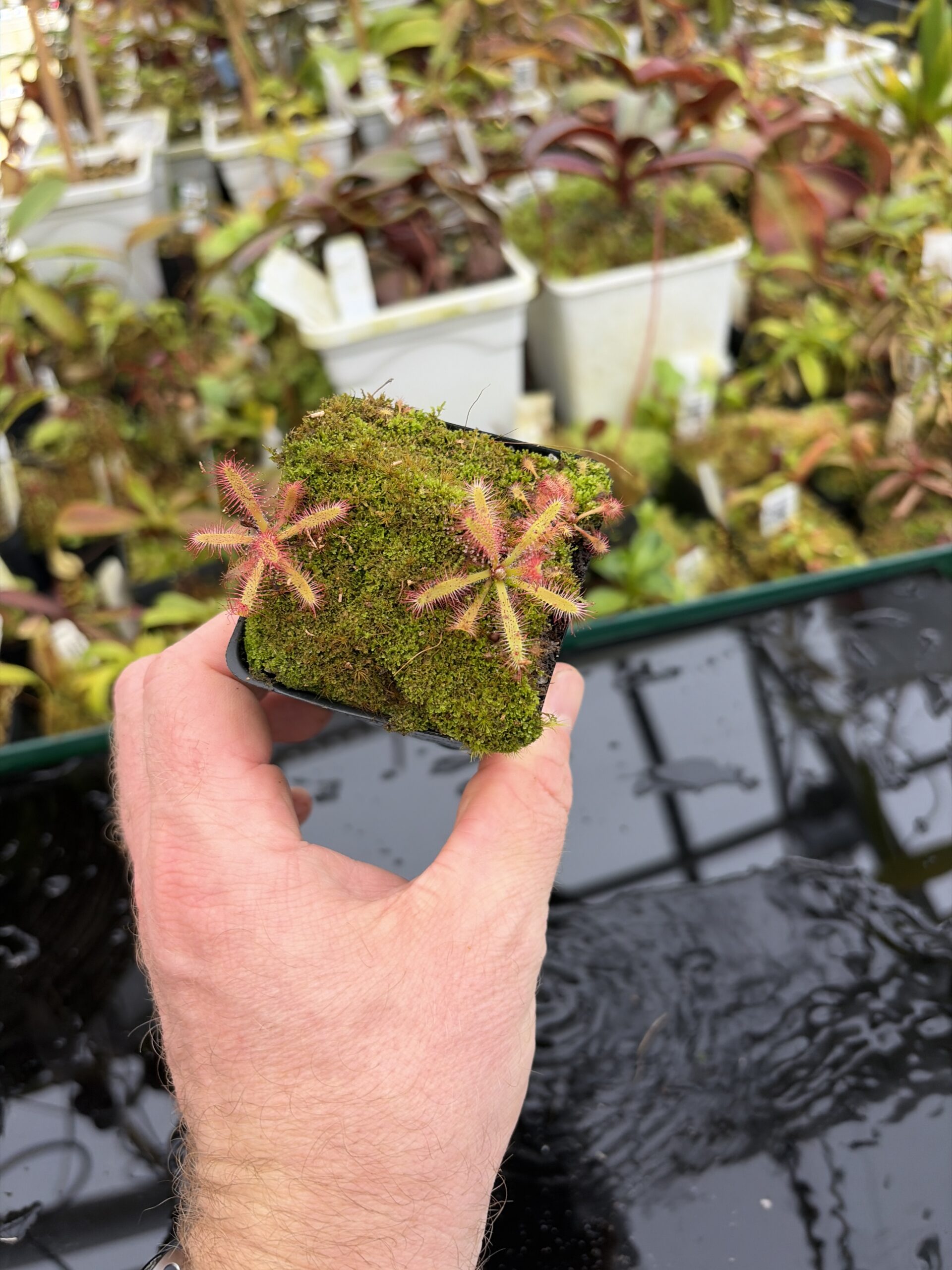 Wide Angle of Drosera latifolia {giant, Serra do Cabral, Brazil} | Best Carnivorous Plants | BCP-1519 | H27154