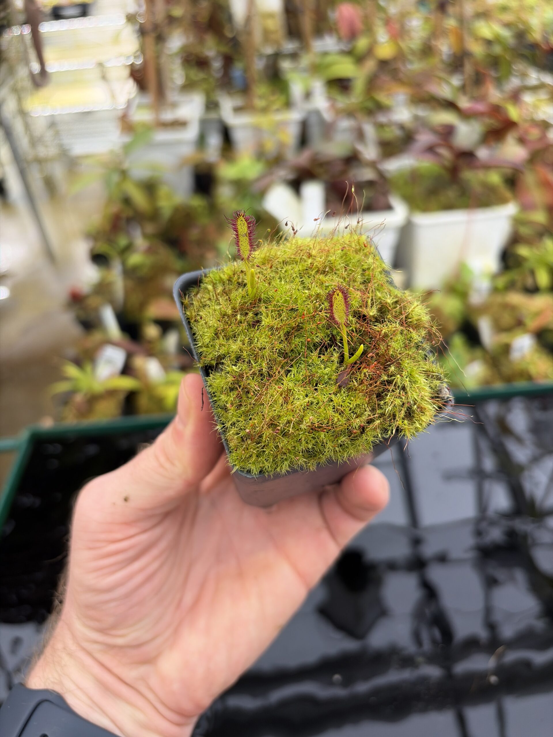 Wide Angle of Drosera murfettii {giant, Harz Mts, Tasmamia} | Best Carnivorous Plants | BCP-1107 | H27152