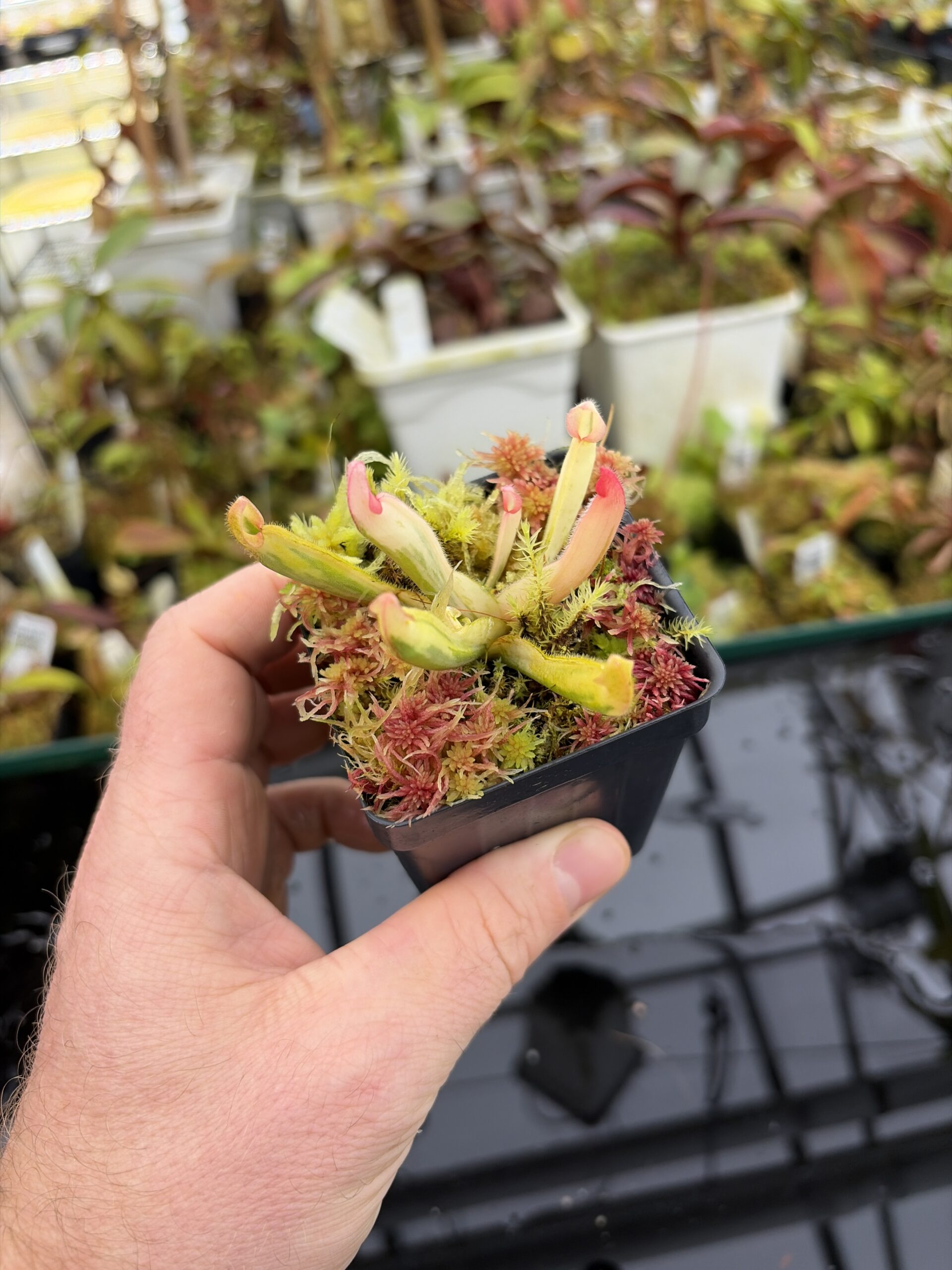 Wide Angle of Heliamphora Flamingo | Andreas Wistuba | AW-01 | H27146
