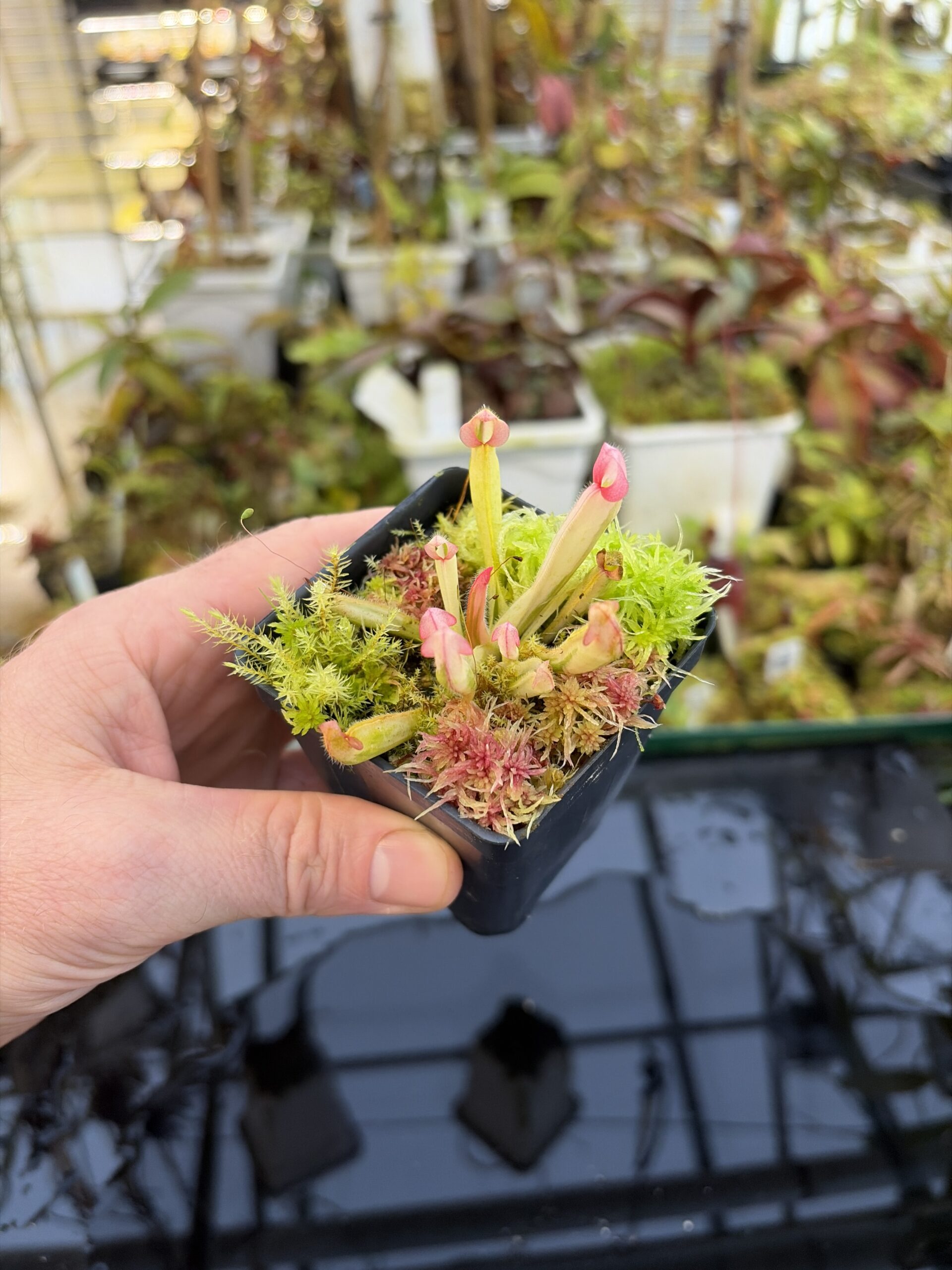 Wide Angle of Heliamphora Flamingo | Andreas Wistuba | AW-01 | H27317