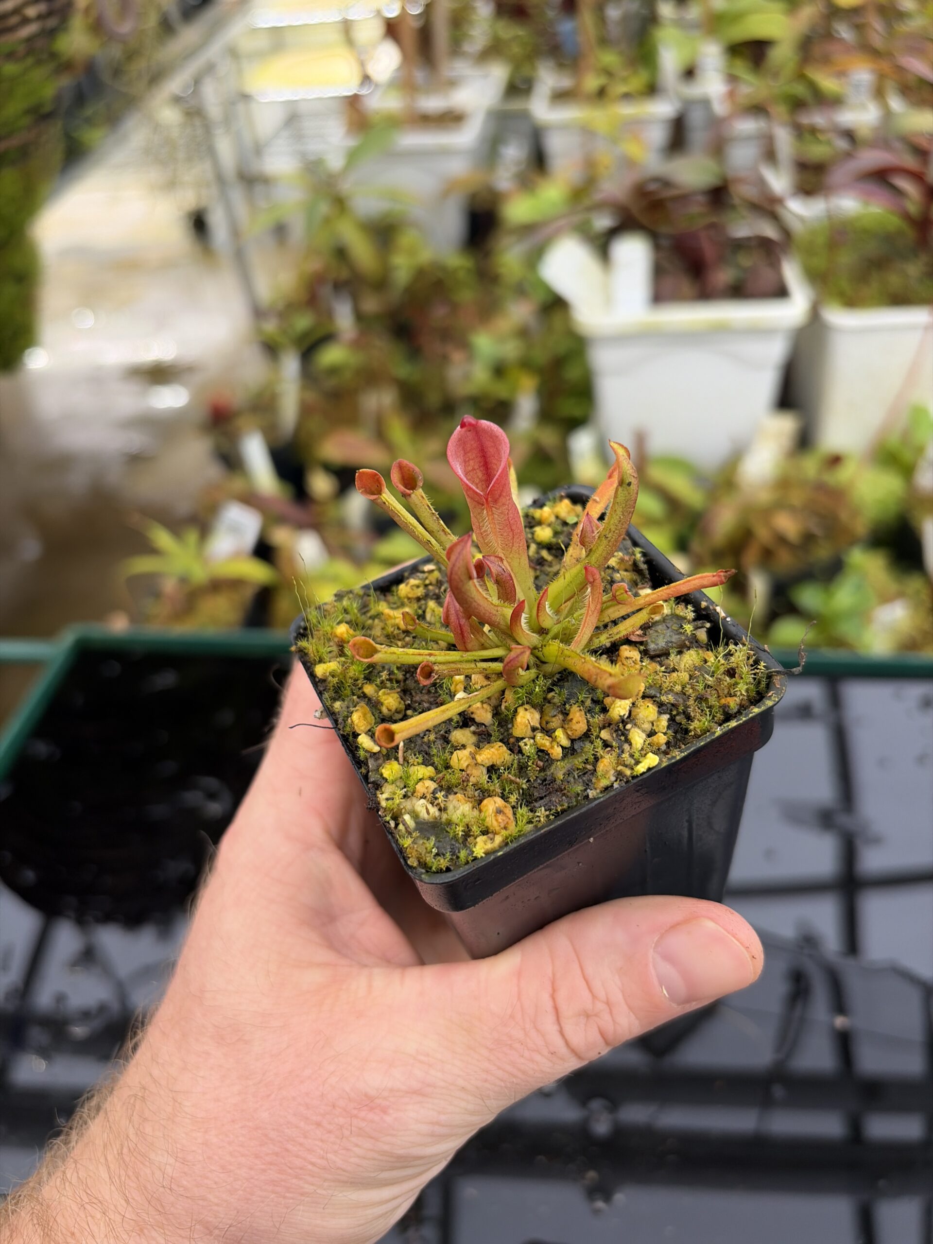 Wide Angle of Heliamphora heterodoxa x minor | Borneo Exotics | BE-3246 | H27149