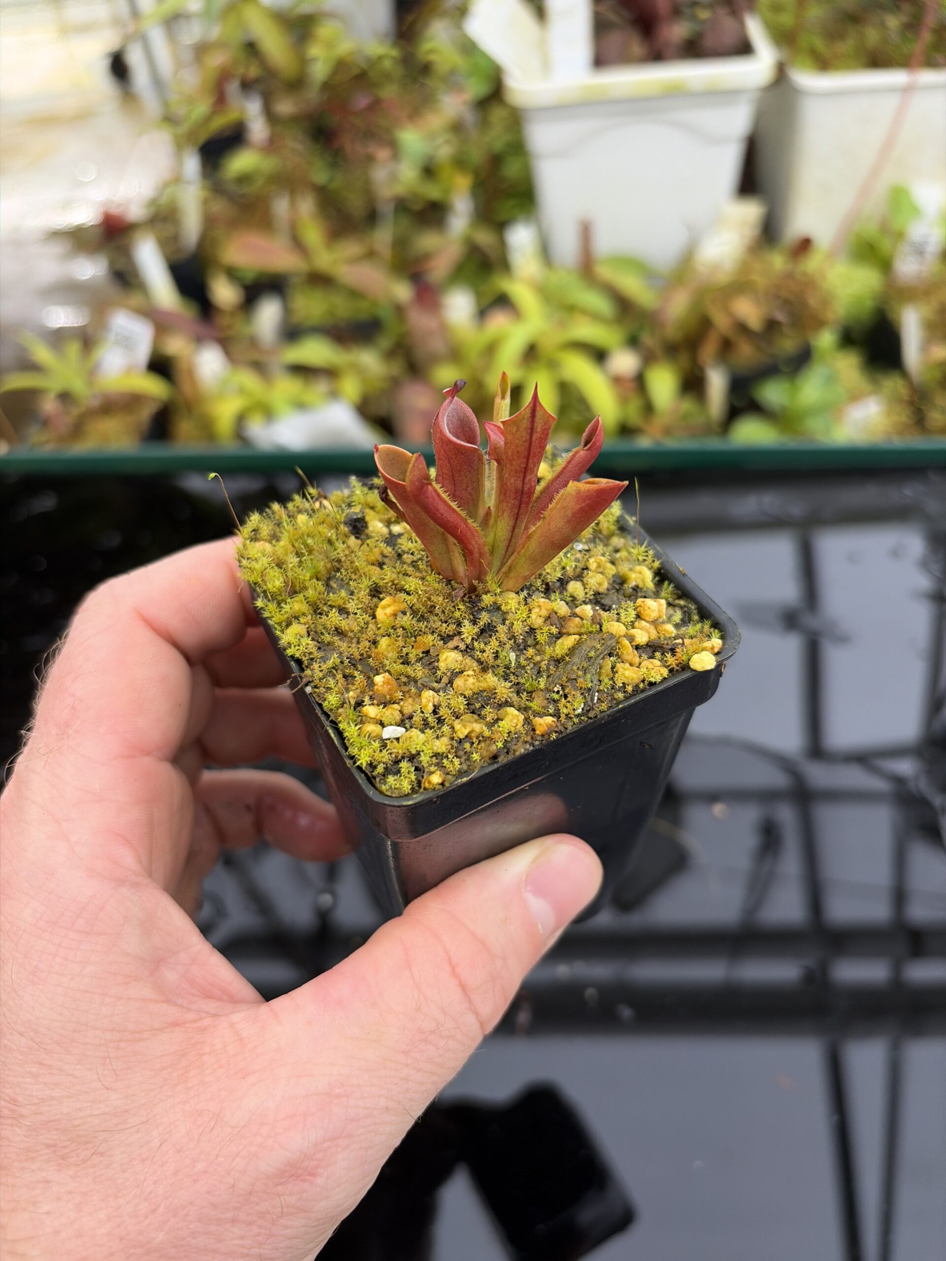 Wide Angle of Heliamphora minor | Borneo Exotics | BE-3250 | H27147