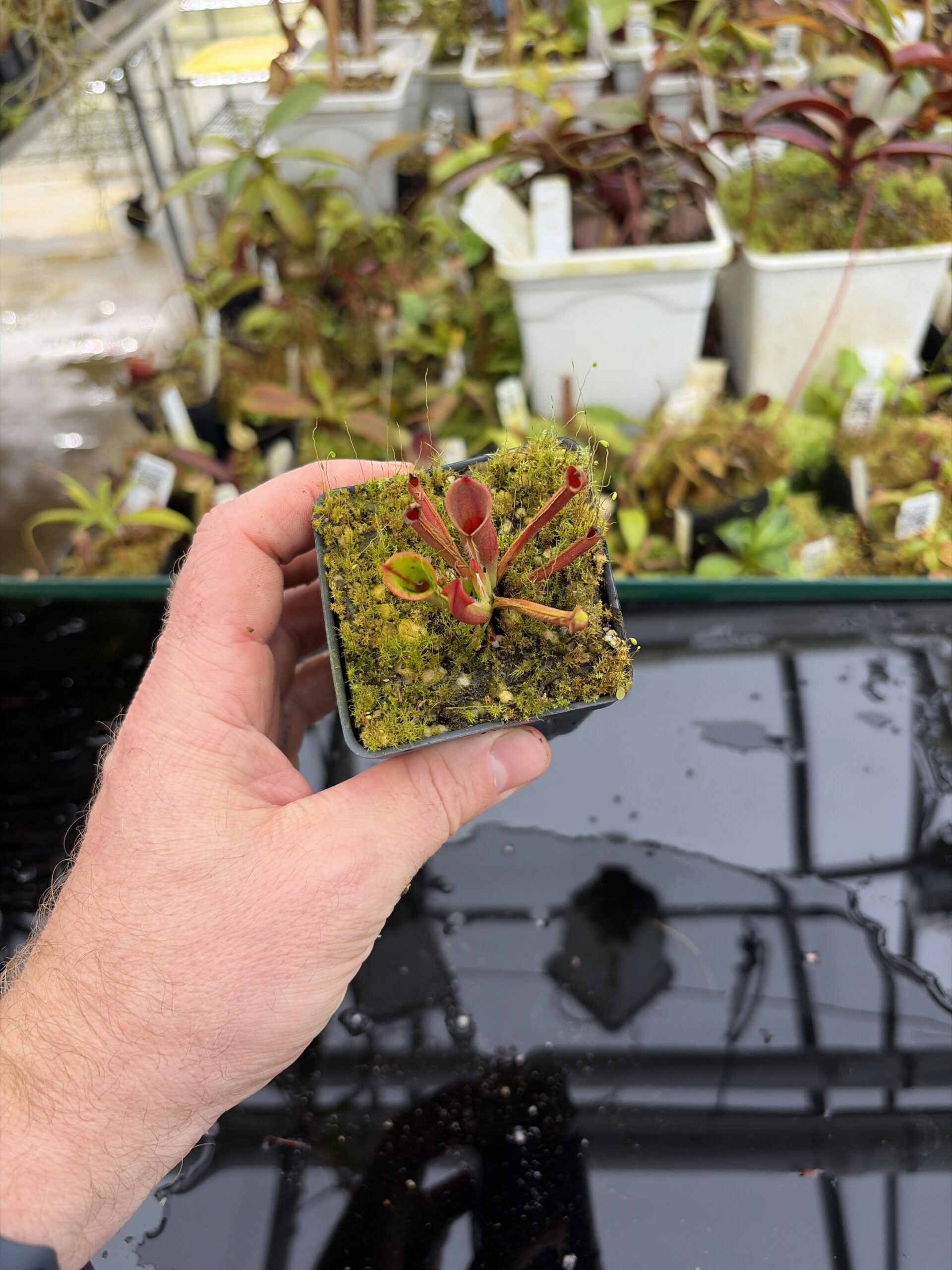 Wide Angle of Heliamphora minor | Borneo Exotics | BE-3250 | H27150