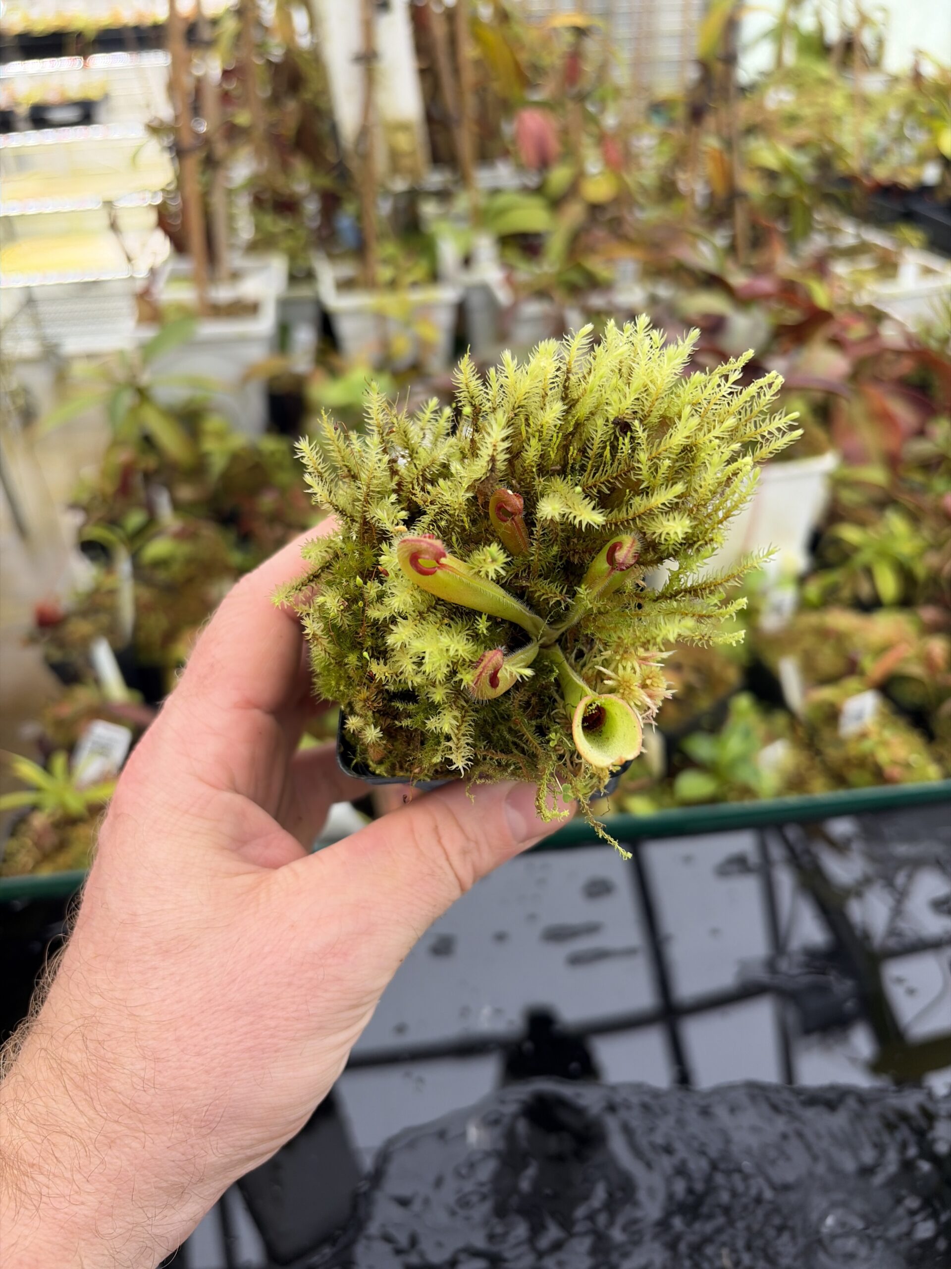 Wide Angle of Heliamphora neblinae (Avispa Venezuela) | Andreas Wistuba | AW-01 | H27155