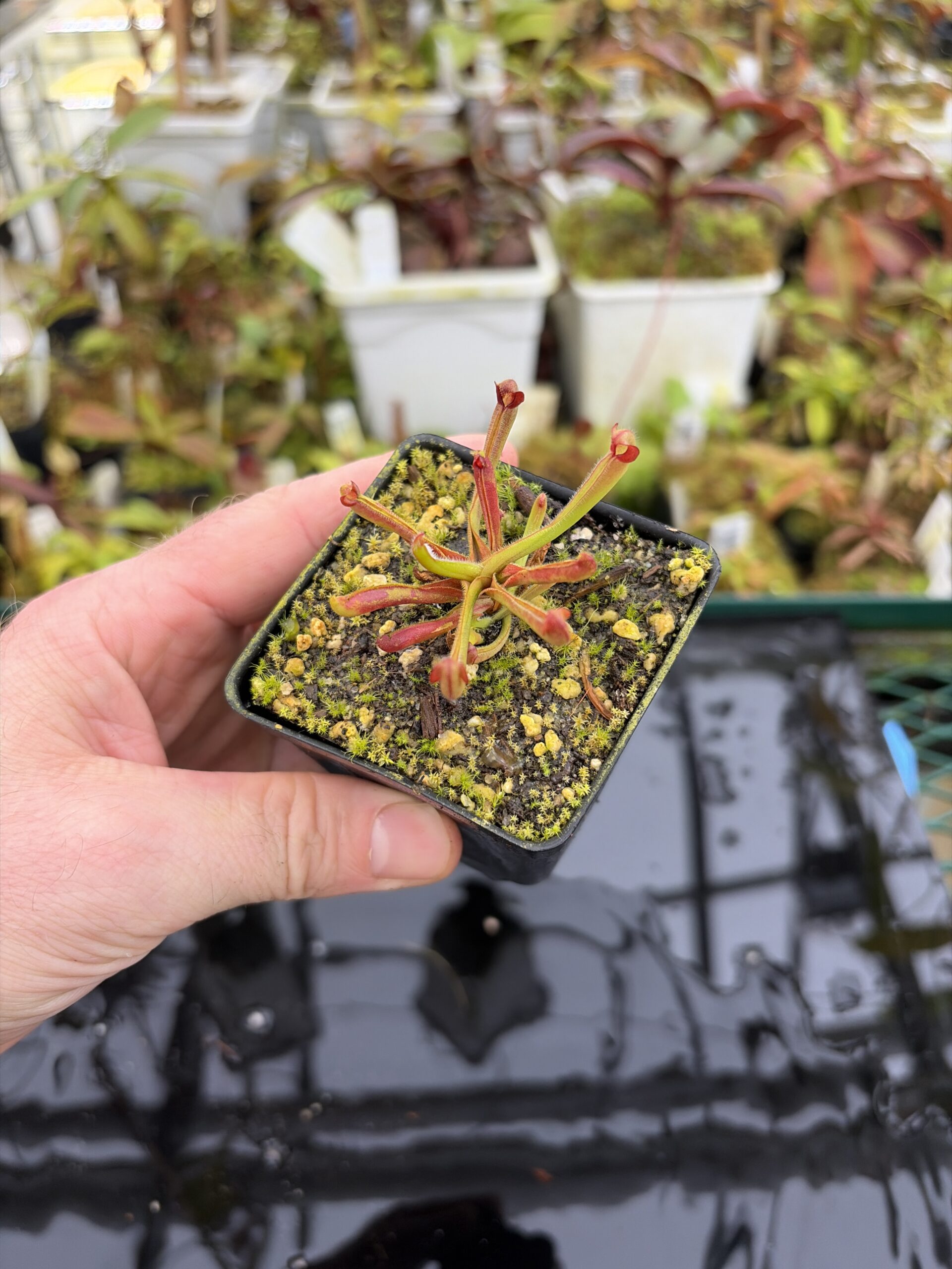 Wide Angle of Heliamphora nutans | Borneo Exotics | BE-3251 | H27148