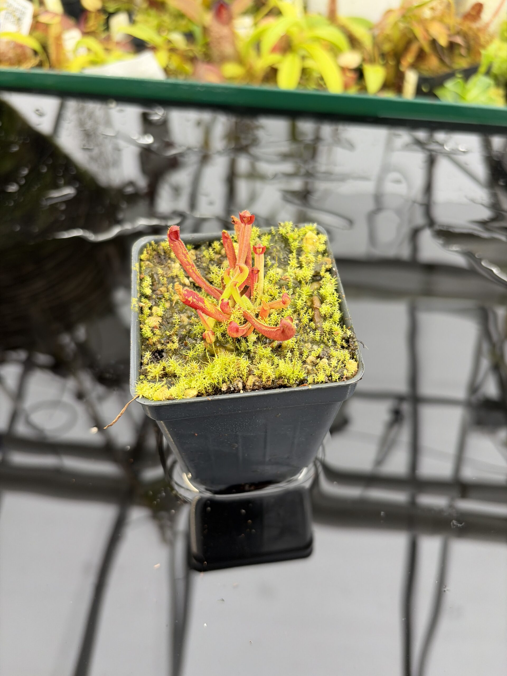 Wide Angle of Heliamphora nutans | Borneo Exotics | BE-3251 | H27151