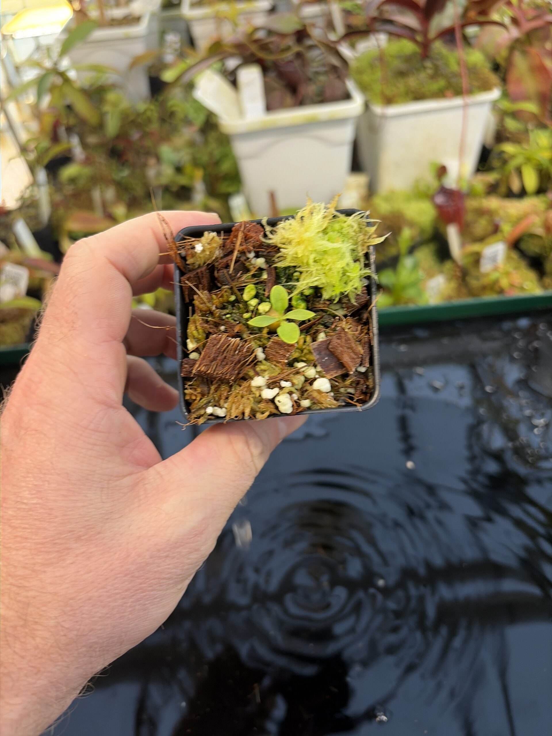 Wide Angle of Myrmecodia spec. passport (Baliem Valley, Irian Jaya) | individual seedling (ISC) | Andreas Wistuba | AW-Myr_cf_arch.3 | IN27296
