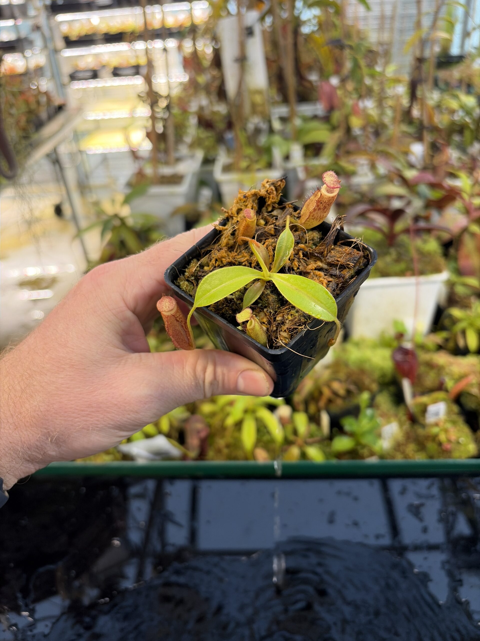 Wide Angle of Nepenthes Rokko EP x villosa | JH | Florae | Jeremiah Harris | JH-536 | IN27285