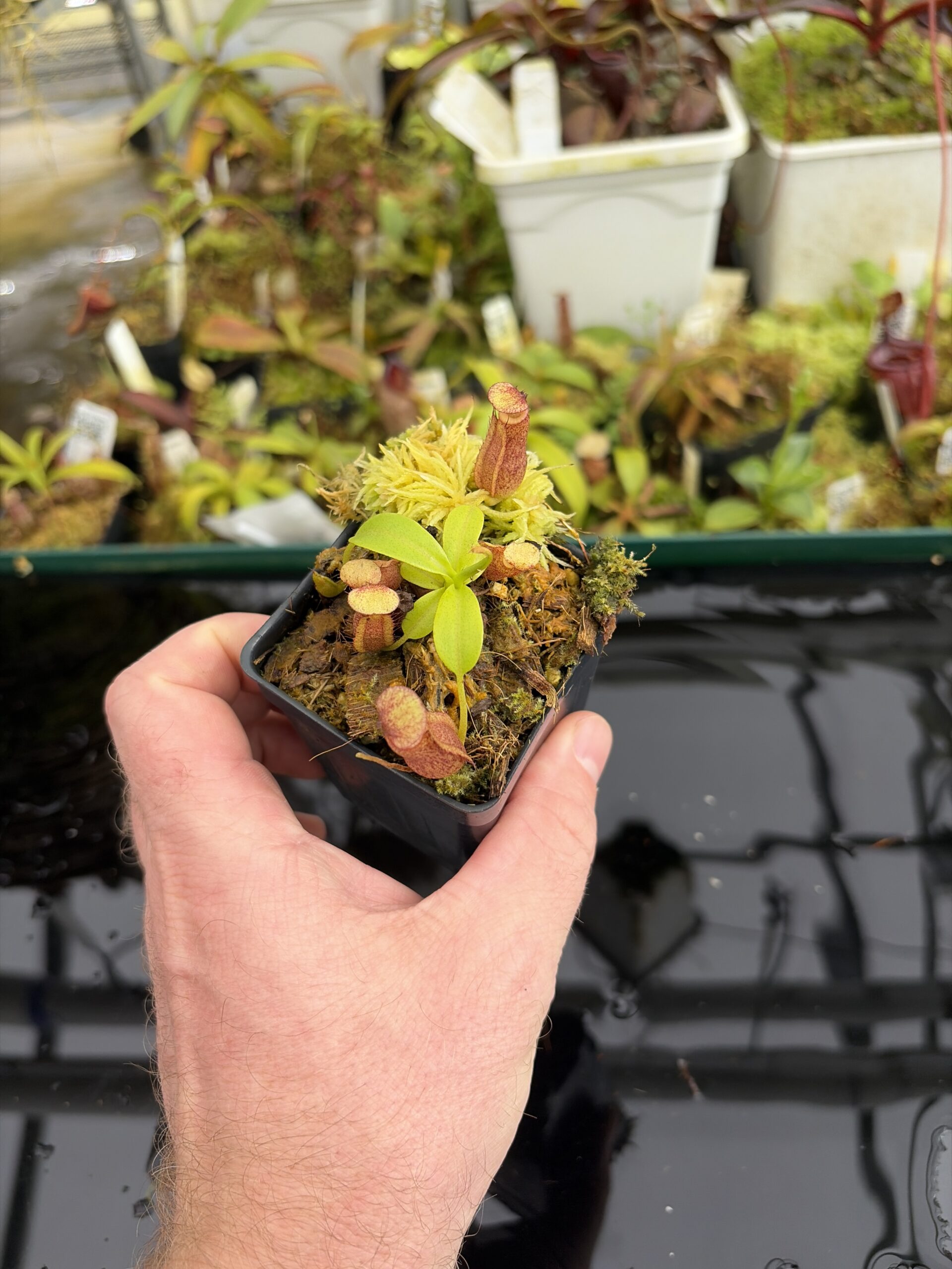 Wide Angle of Nepenthes Rokko EP x villosa | JH | Florae | Jeremiah Harris | JH-536 | IN27345