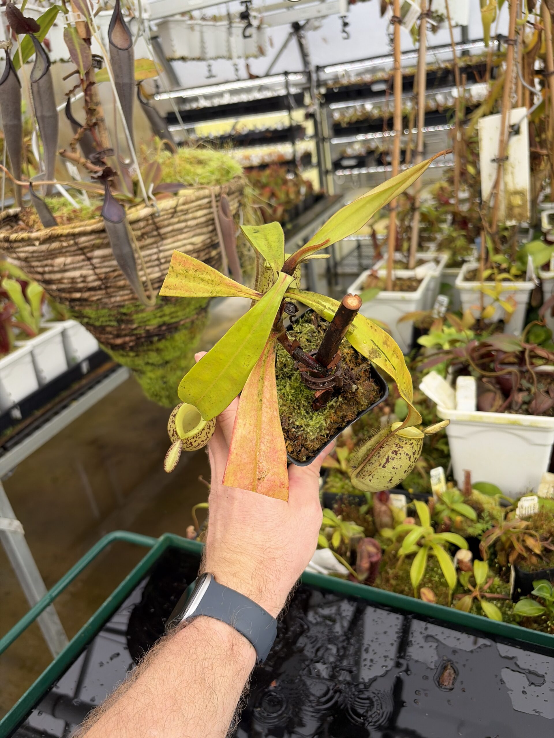 Wide Angle of Nepenthes ampullaria | Borneo Exotics | BE-3007 | L27209