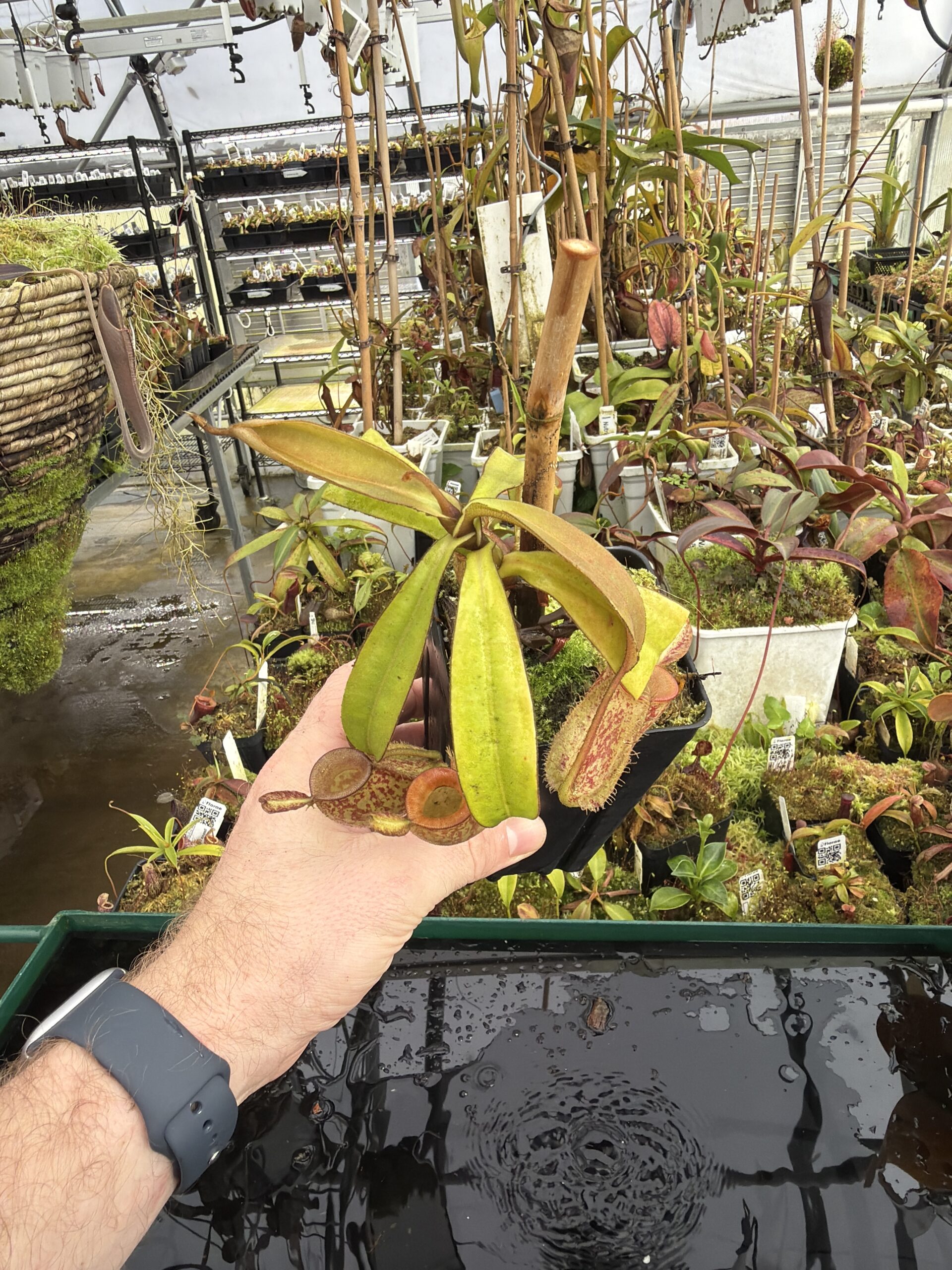 Wide Angle of Nepenthes ampullaria | Borneo Exotics | BE-3304 | L27210
