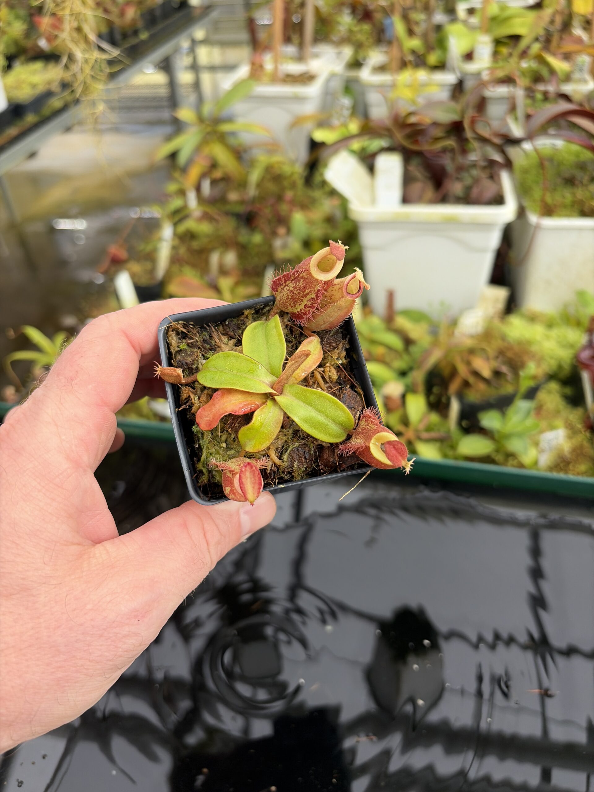 Wide Angle of Nepenthes ampullaria | Borneo Exotics | BE-3390 | H27346