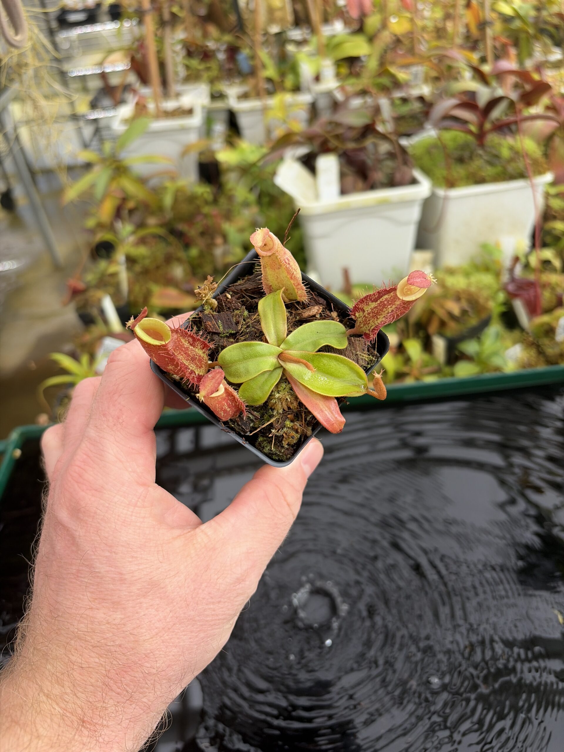 Wide Angle of Nepenthes ampullaria | Borneo Exotics | BE-3390 | H27351