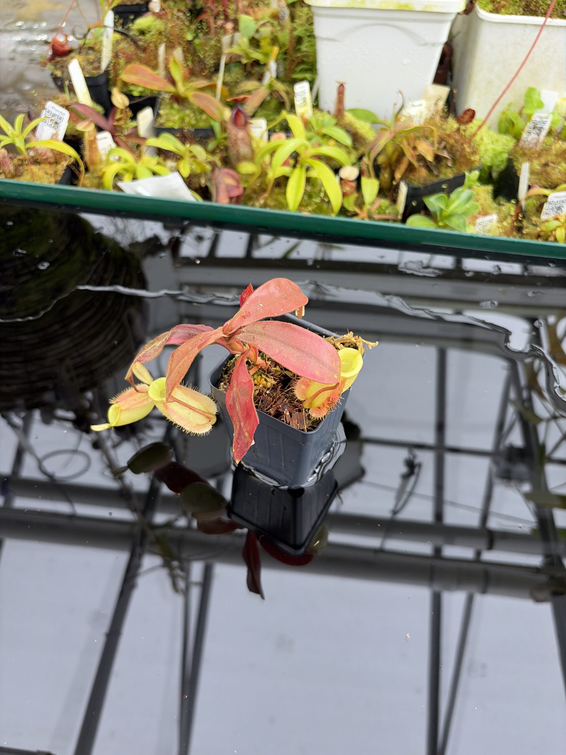 Wide Angle of Nepenthes ampullaria | Borneo Exotics | BE-3450 | L27101