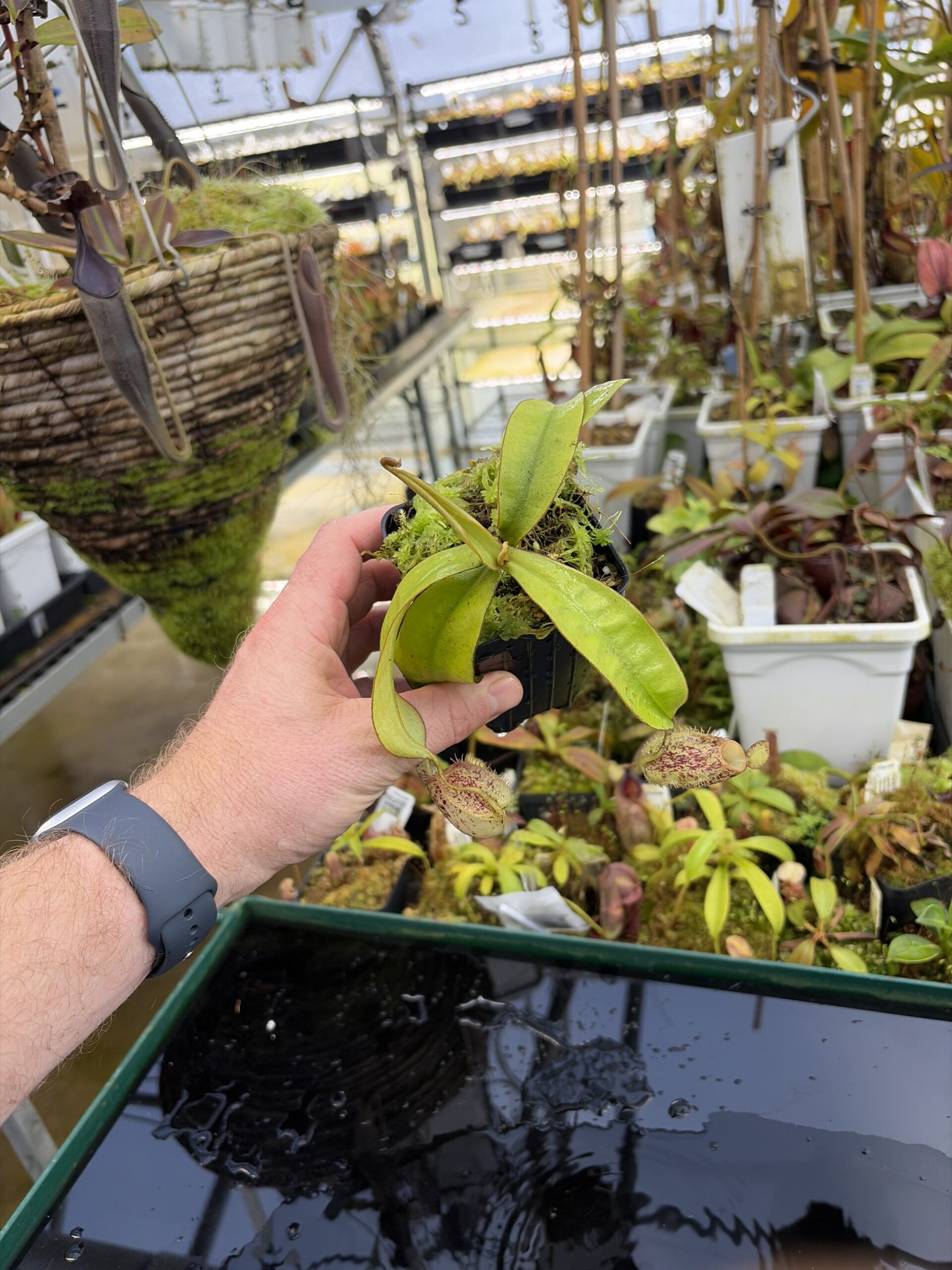 Wide Angle of Nepenthes ampullaria, speckled, tricolor (Tayeve, Irian Jaya) | Andreas Wistuba | | L27223