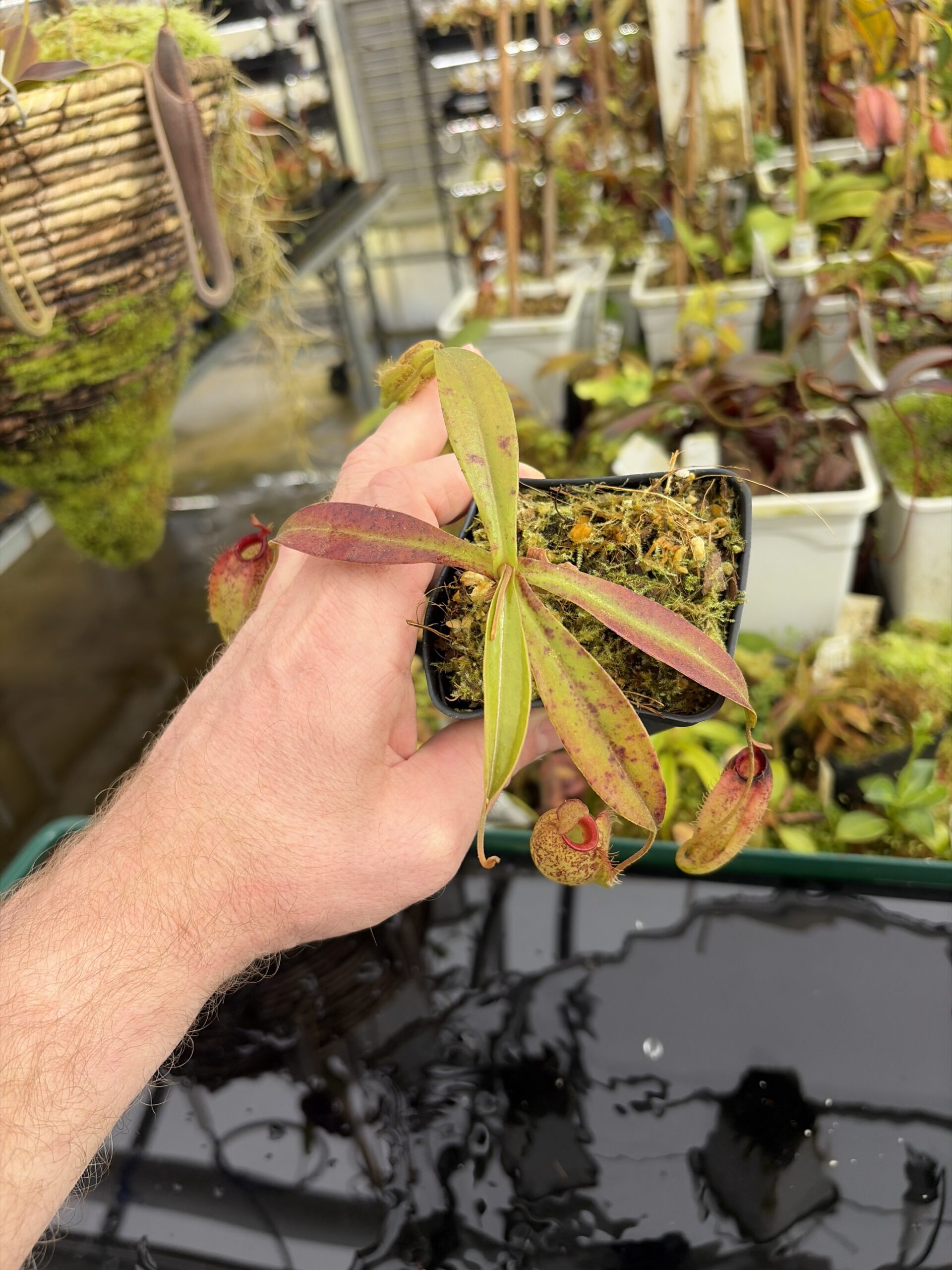 Wide Angle of Nepenthes ampullaria x aristolochioides | Borneo Exotics | BE-3658 | IN27338