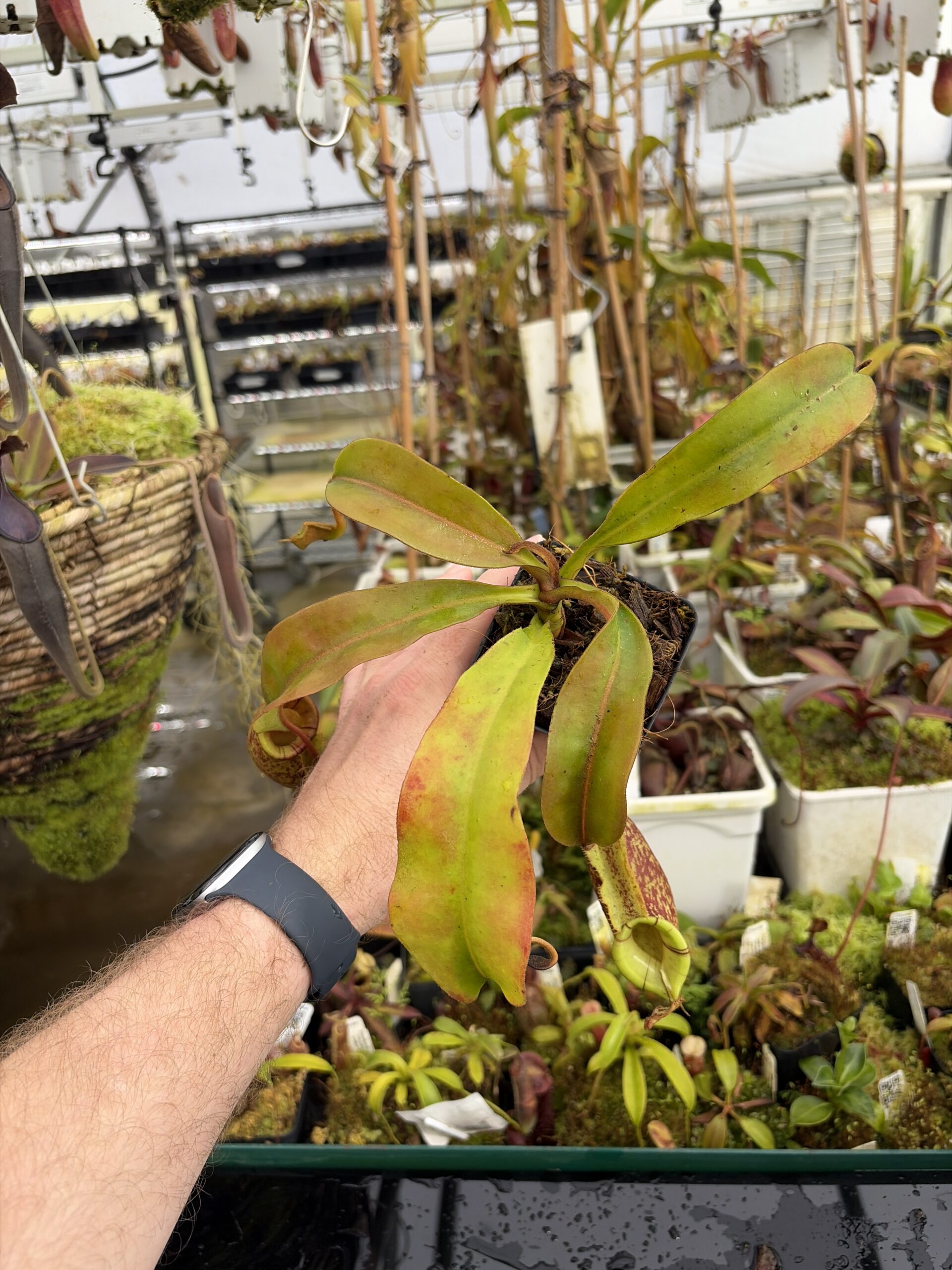 Wide Angle of Nepenthes ampullaria x (veitchii x lowii) | Borneo Exotics | BE-4027 | IN27211