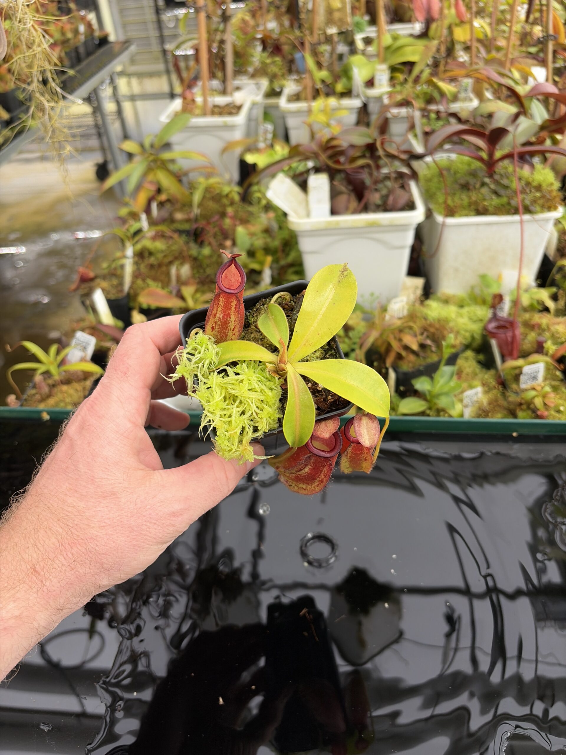 Wide Angle of Nepenthes ampullaria x zakriana | Borneo Exotics | BE-3941 | IN27341
