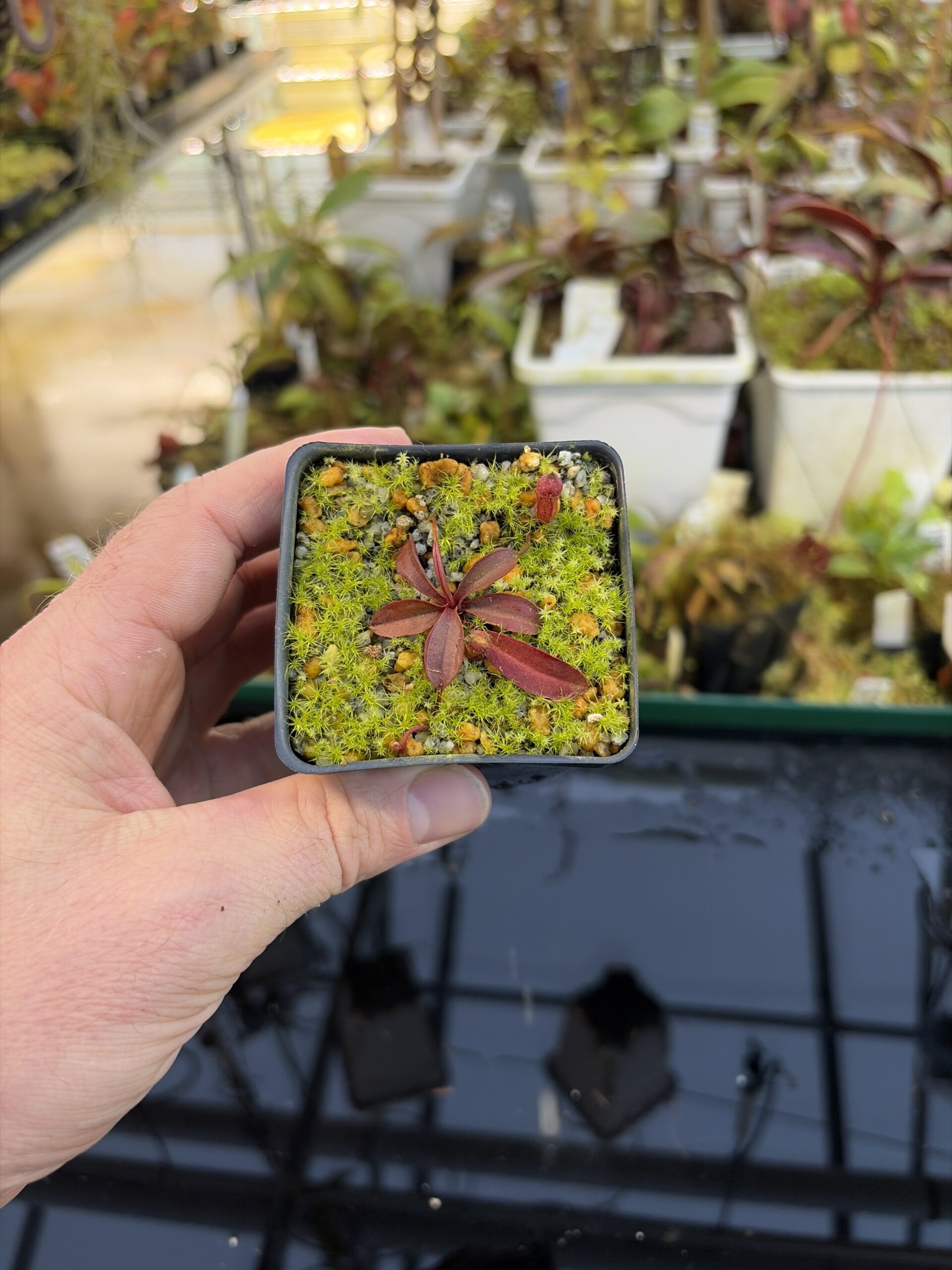 Wide Angle of Nepenthes argentii (Mt Guiting-Guiting Sibuyan) | Andreas Wistuba | AW-RSC | H27096