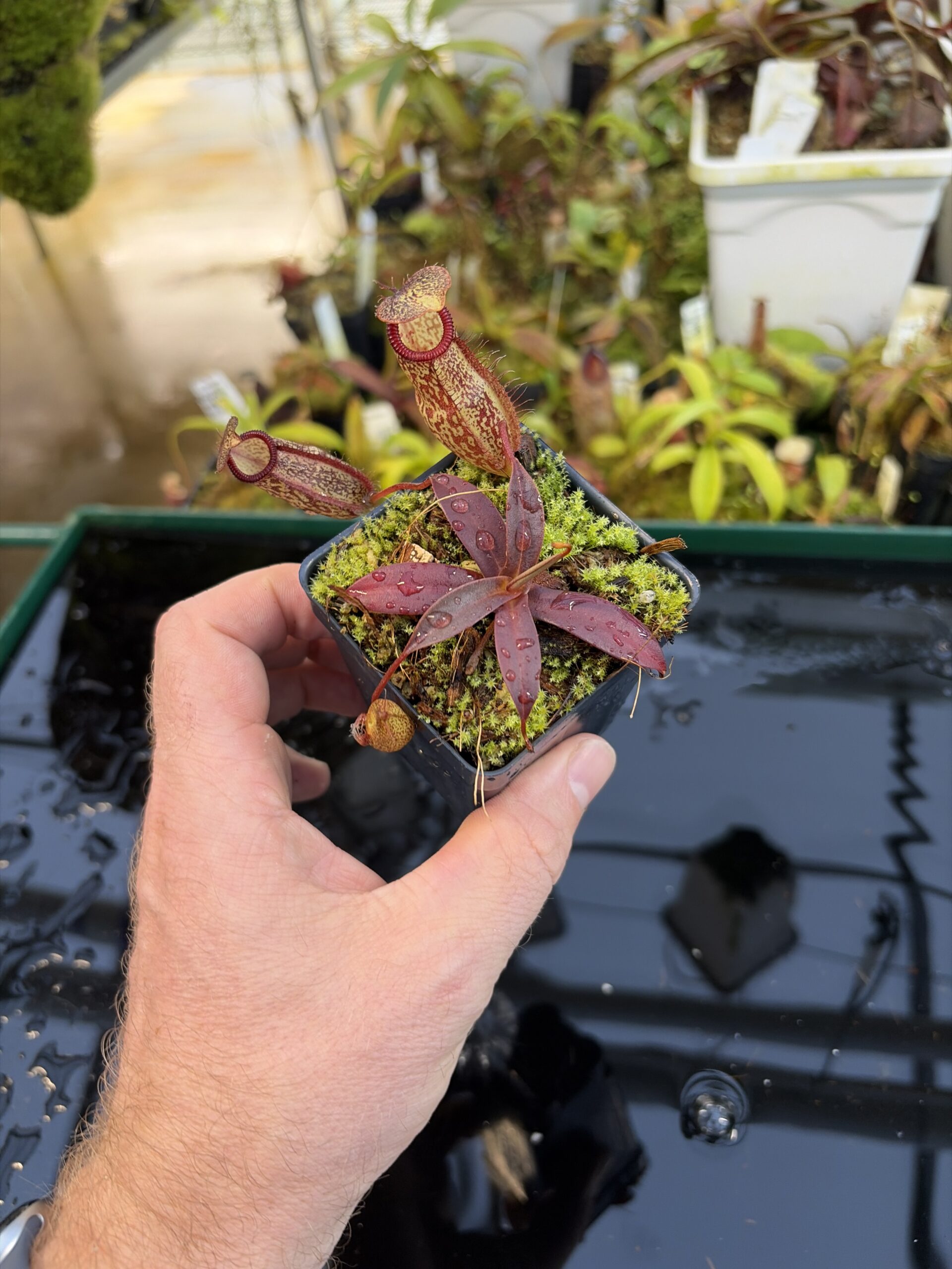 Wide Angle of Nepenthes (aristolochioides x spectabilis) x hamata | Borneo Exotics | BE-4574 | H27091