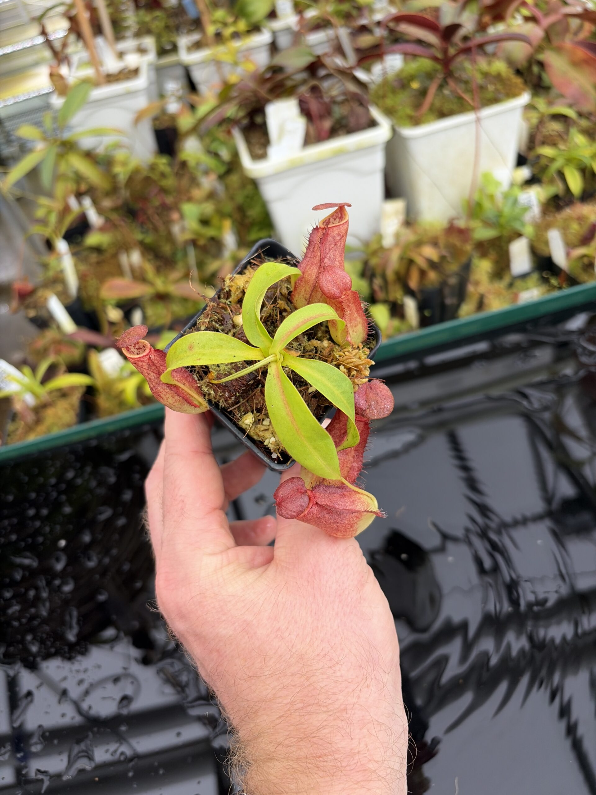 Wide Angle of Nepenthes bokorensis | Borneo Exotics | BE-4518 | IN27043