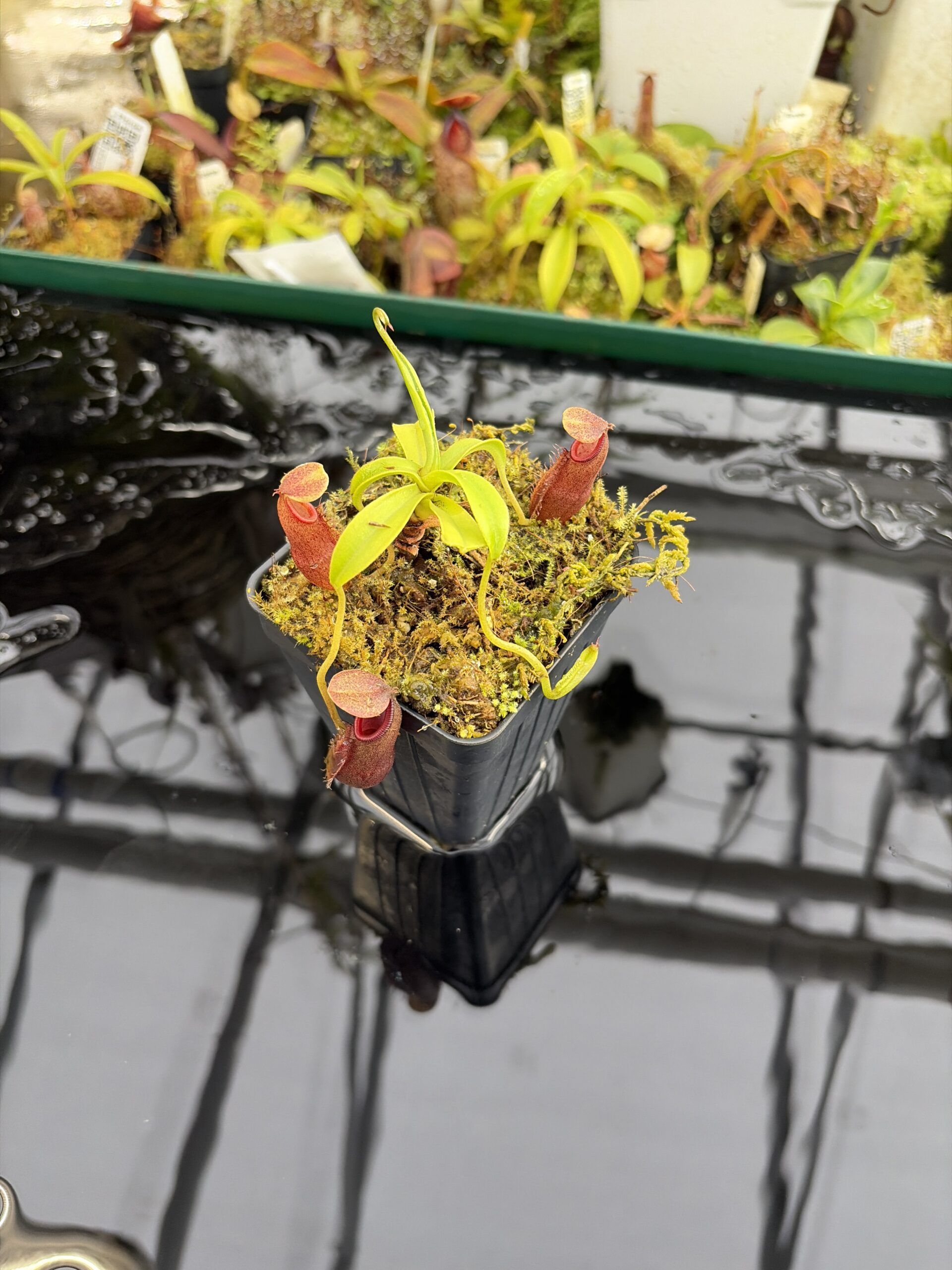 Wide Angle of Nepenthes bongso | Borneo Exotics | BE-3036 | H27299