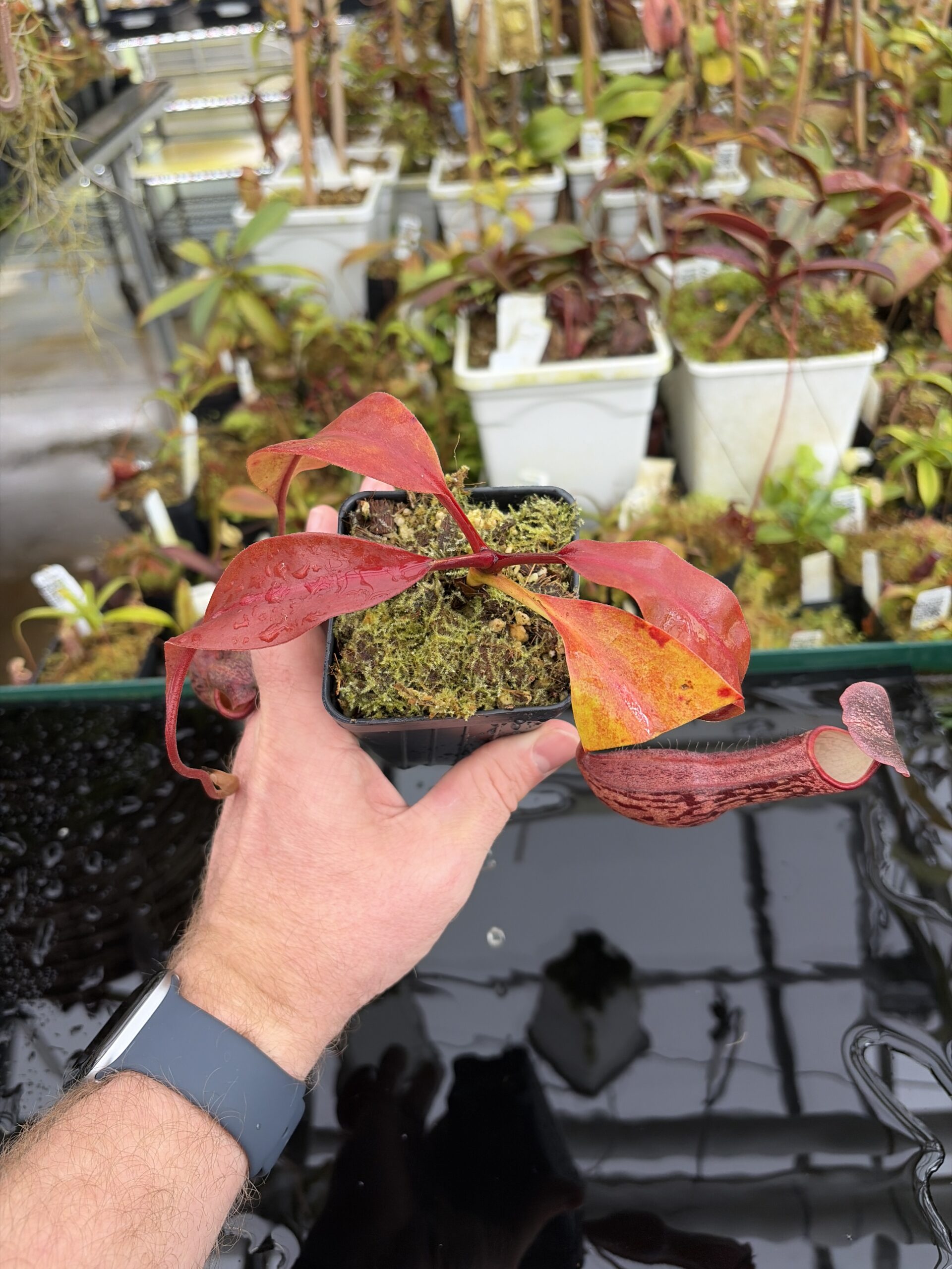 Wide Angle of Nepenthes boschiana | Borneo Exotics | BE-3643 | IN27038