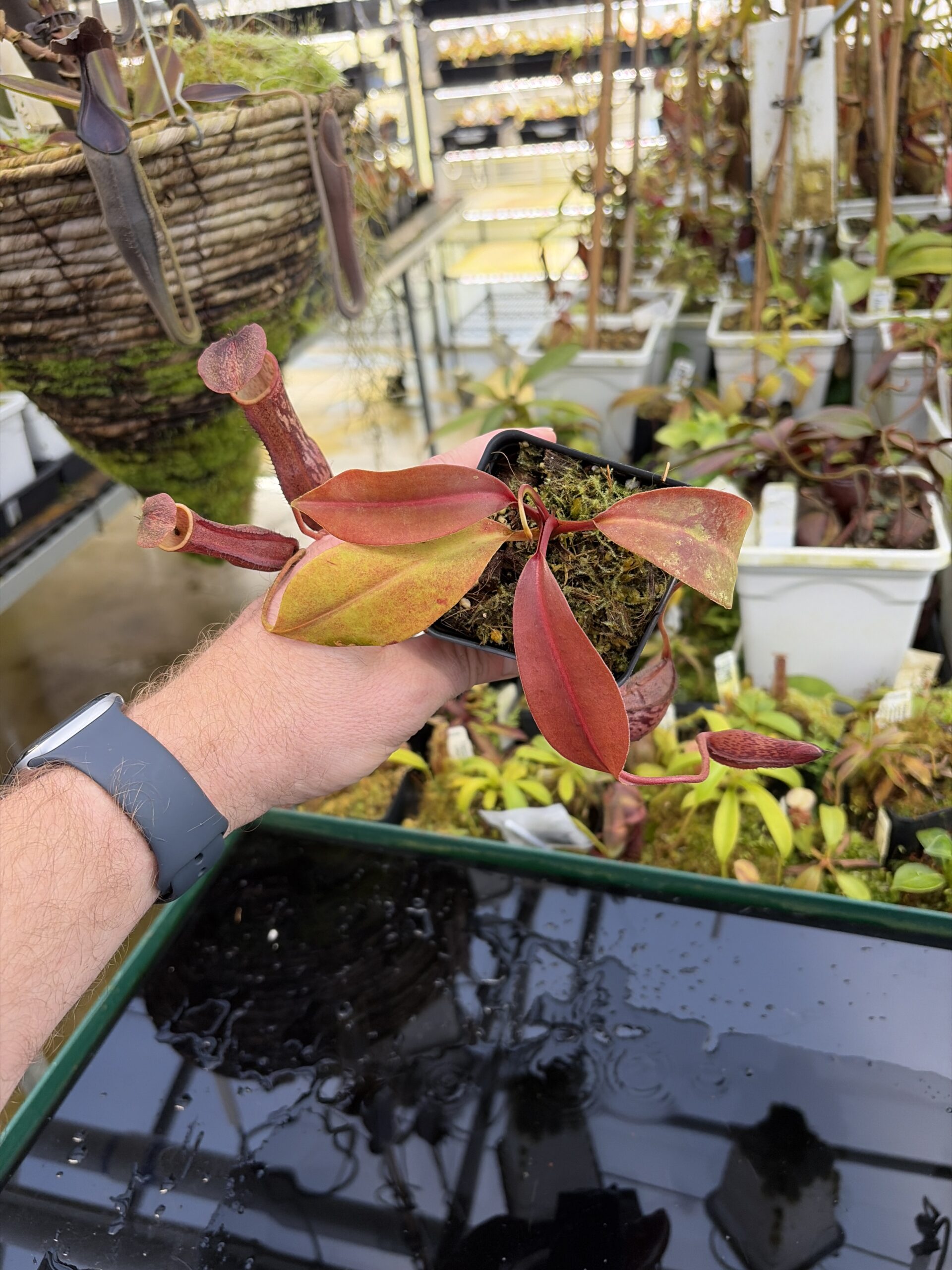 Wide Angle of Nepenthes boschiana | Borneo Exotics | BE-3643 | IN27224