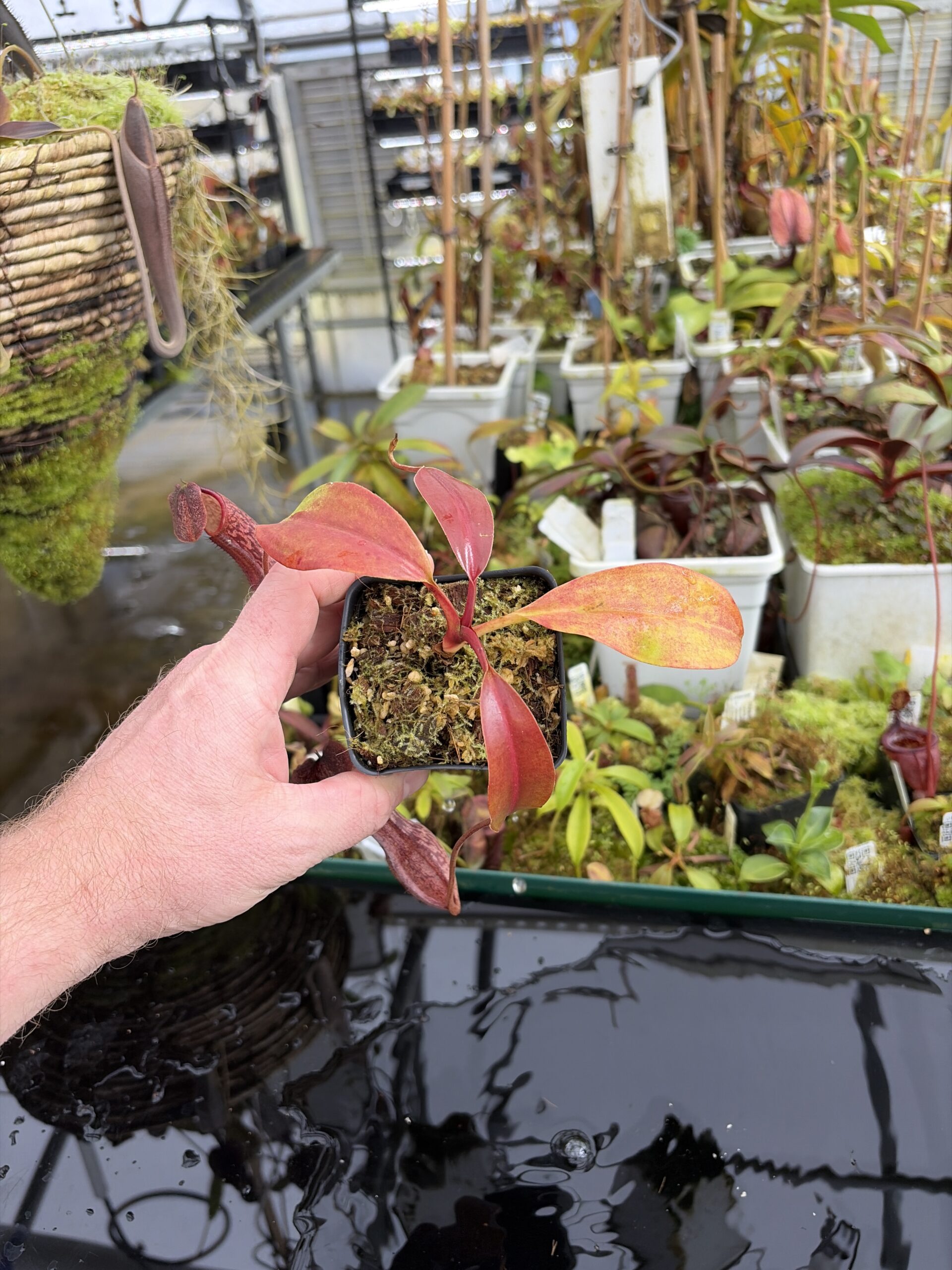 Wide Angle of Nepenthes boschiana | Borneo Exotics | BE-3643 | IN27340