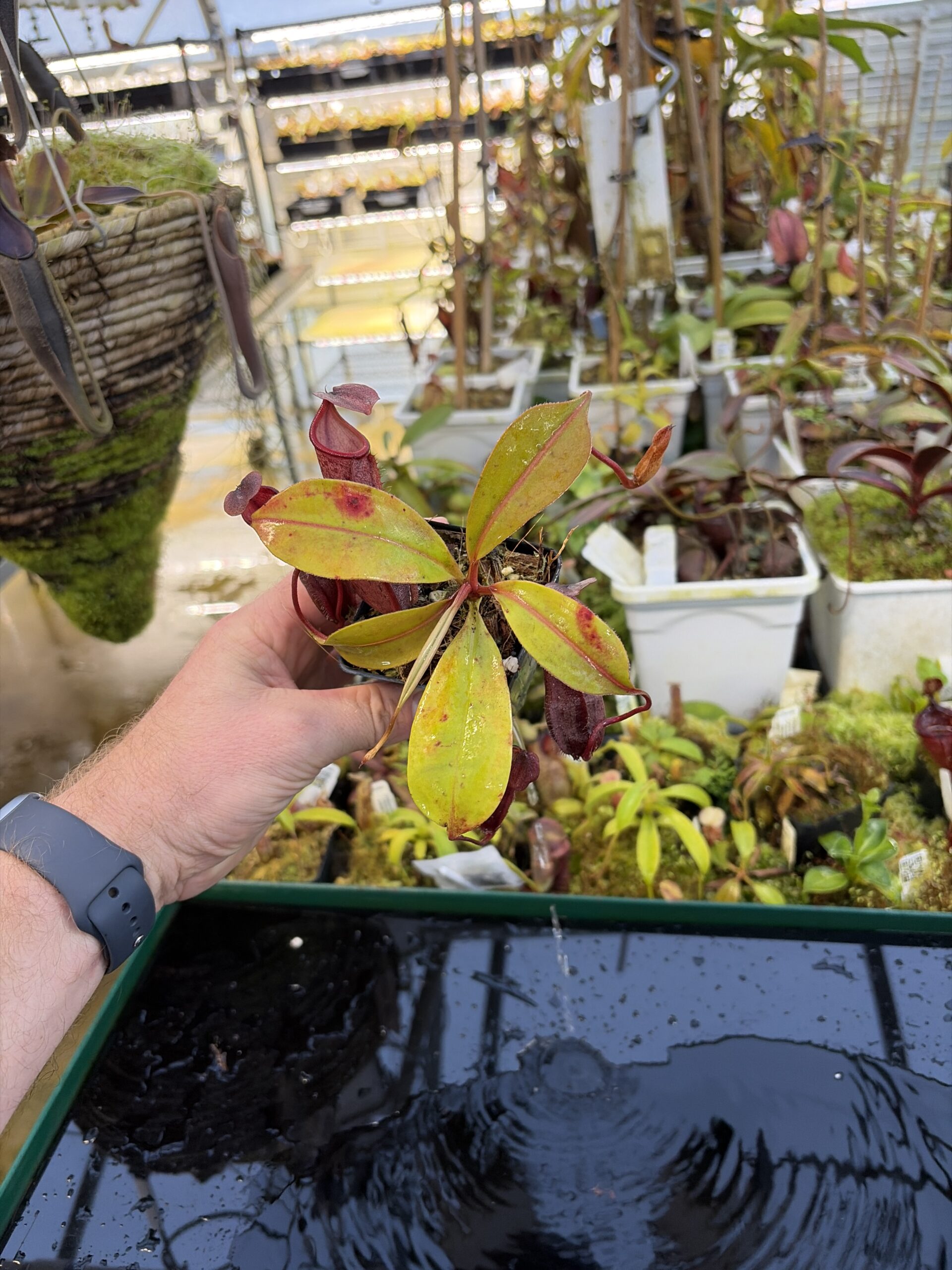 Wide Angle of Nepenthes boschiana x mira | Borneo Exotics | BE-3675 | IN27252