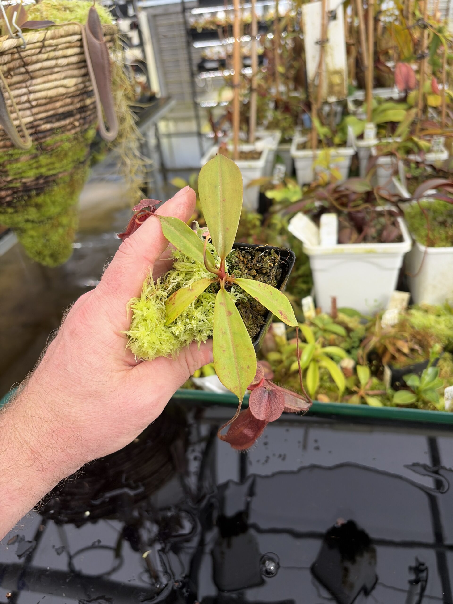 Wide Angle of Nepenthes boschiana x mira | Borneo Exotics | BE-3675 | IN27383
