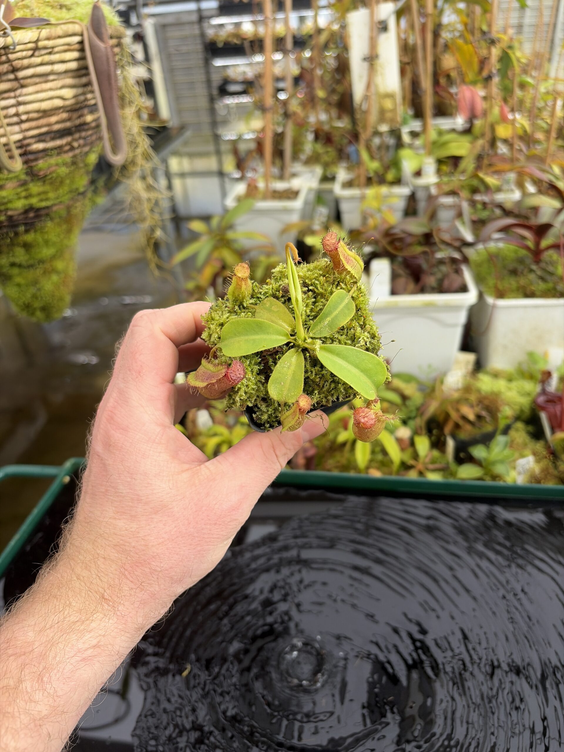 Wide Angle of Nepenthes (boschiana x veitchii (m) Bario - squat, pink) x (lowii x truncata - giant) | Florae | Florae Collaborative | FC-397.10 | IN27353