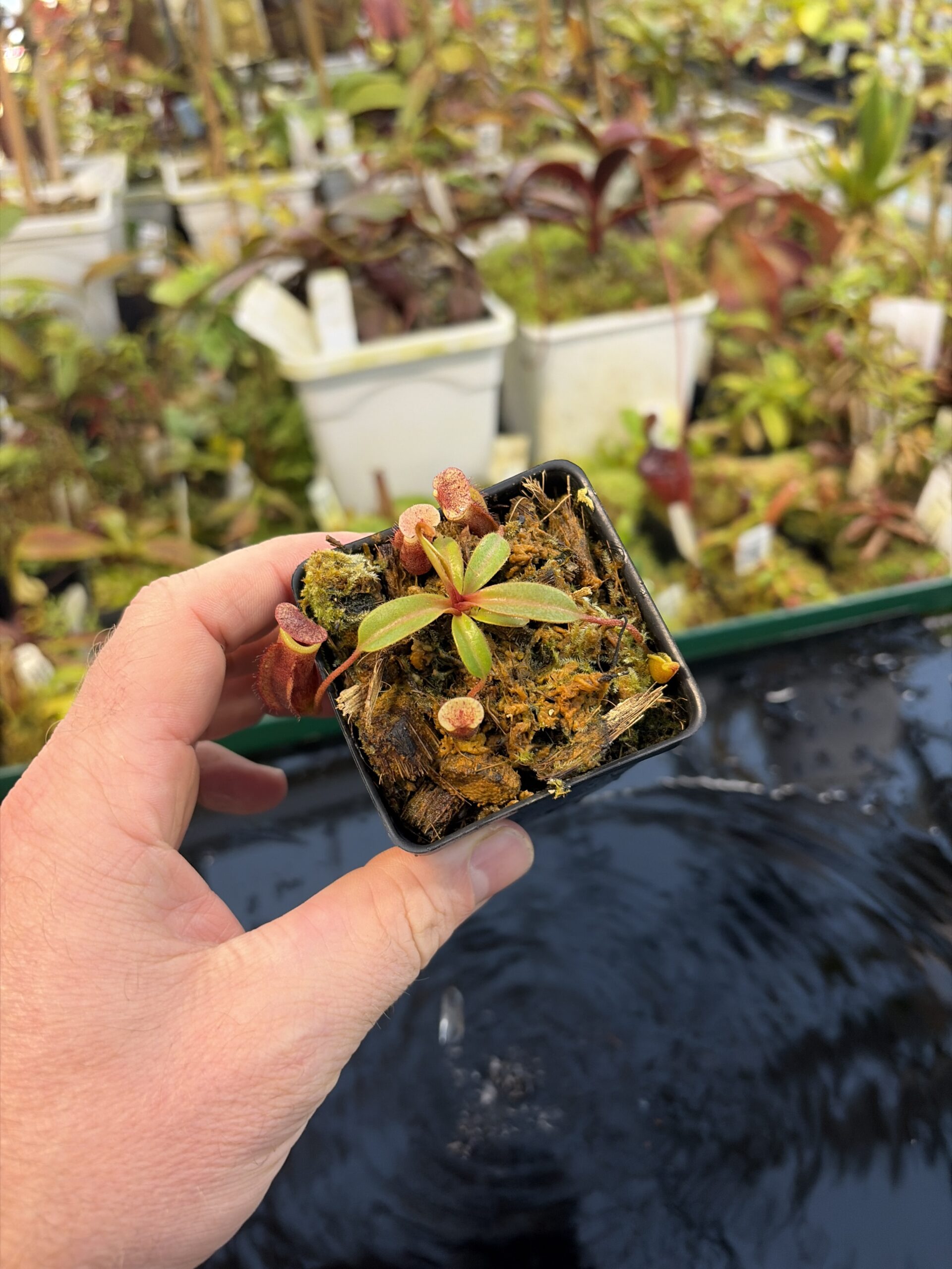 Wide Angle of Nepenthes boschiana x villosa | Clone 18 | Jeremiah Harris | JH-366.18 | IN27283