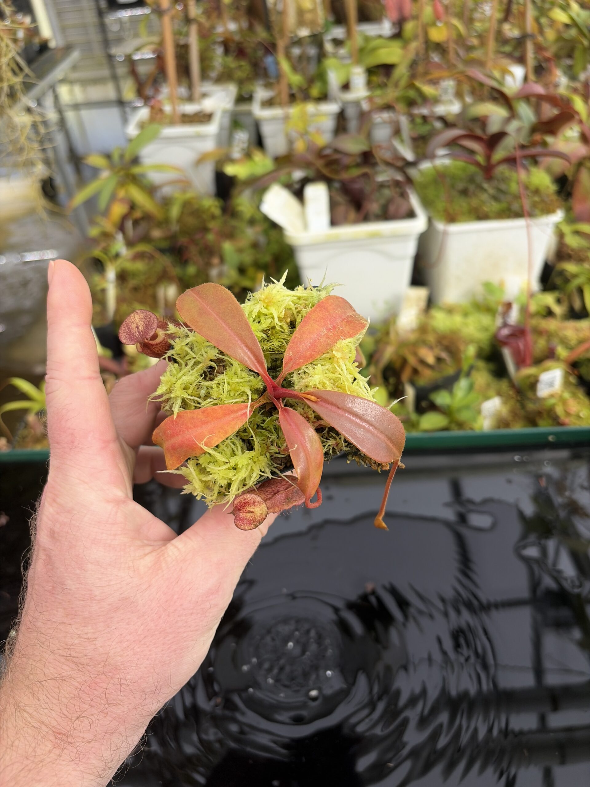 Wide Angle of Nepenthes boschiana x villosa | Florae Collaborative | FC-366.11 | IN27384