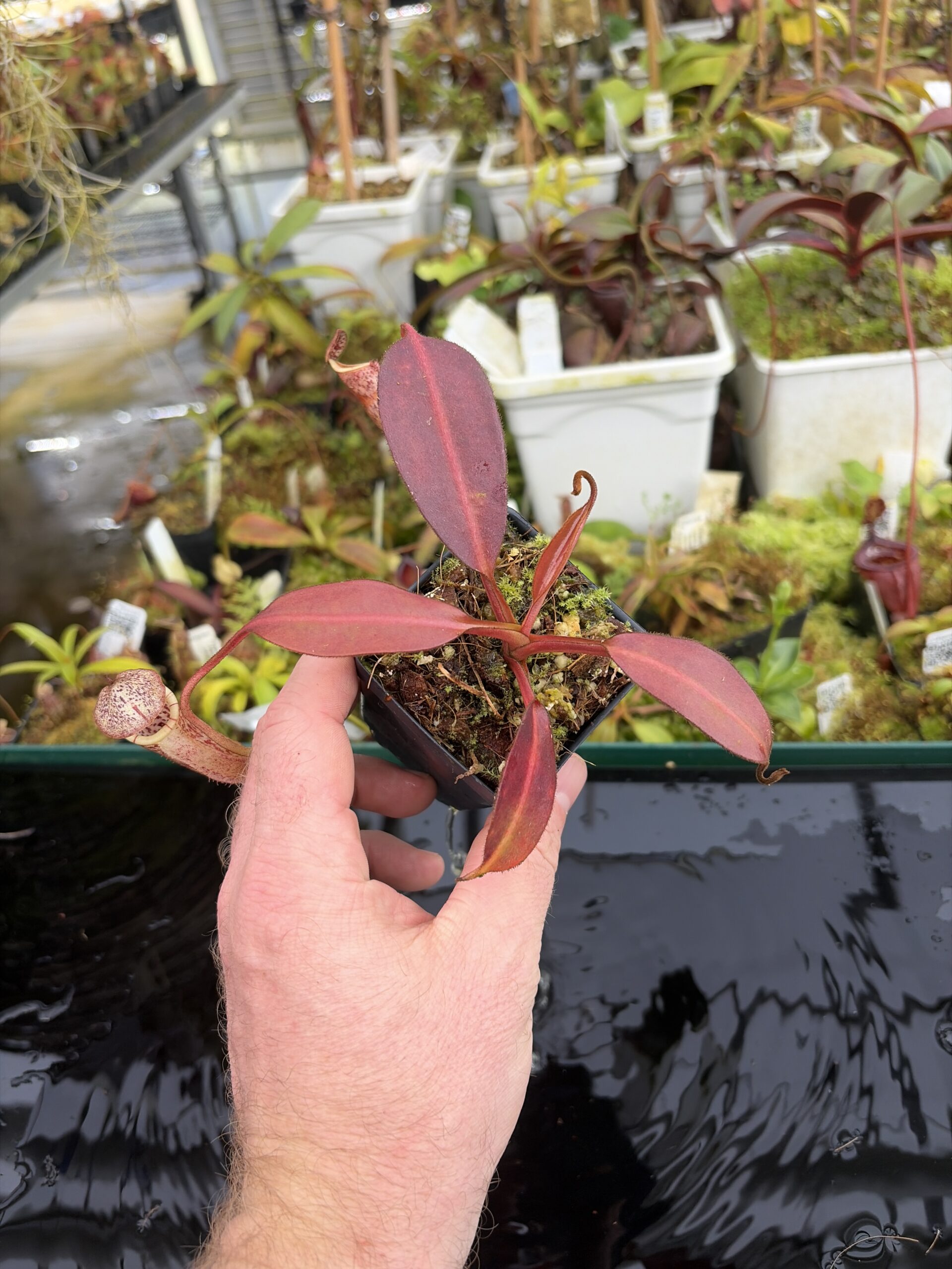 Wide Angle of Nepenthes burbidgeae | Borneo Exotics | BE-3873 | H27401