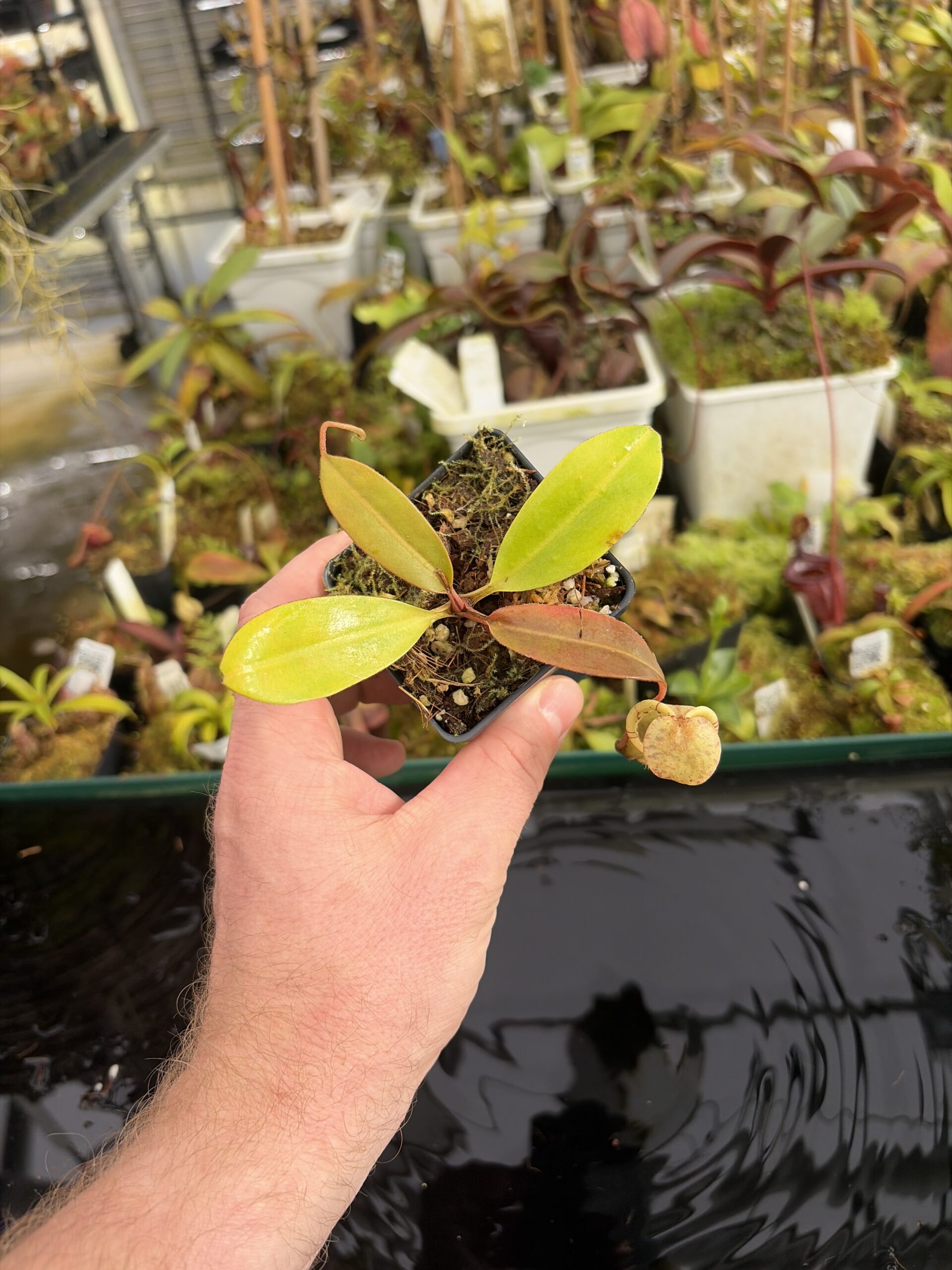 Wide Angle of Nepenthes burbidgeae x campanulata | Borneo Exotics | BE-3564 | IN27373