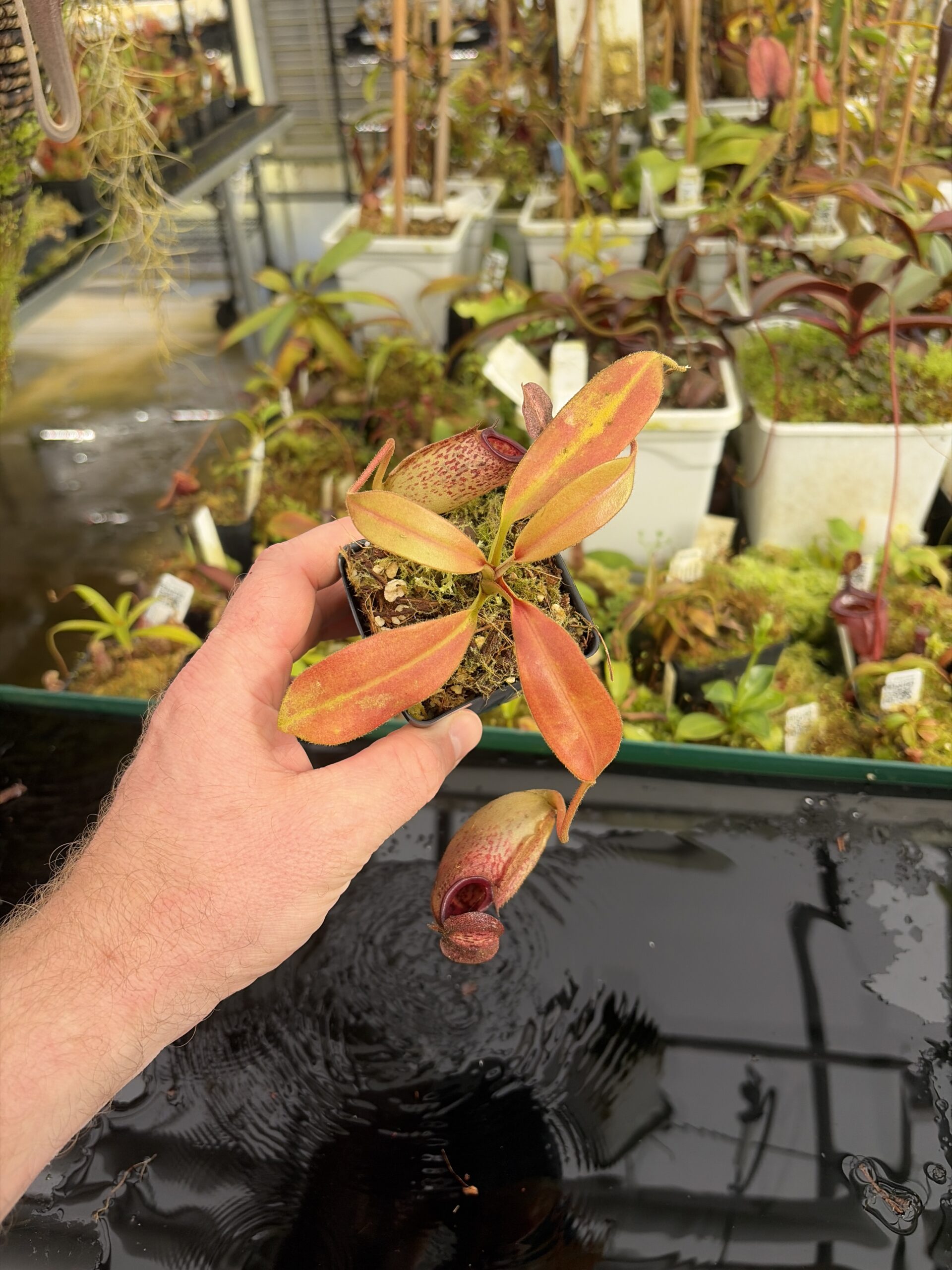 Wide Angle of Nepenthes burbidgeae x (maxima x talangensis) | Borneo Exotics | BE-3764 | IN27380