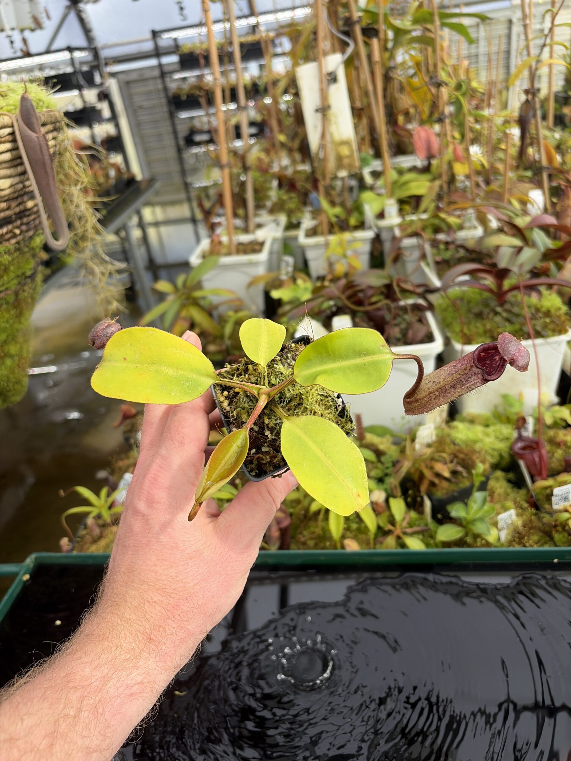 Wide Angle of Nepenthes burbidgeae x robcantleyi | Borneo Exotics | BE-3577 | IN27360