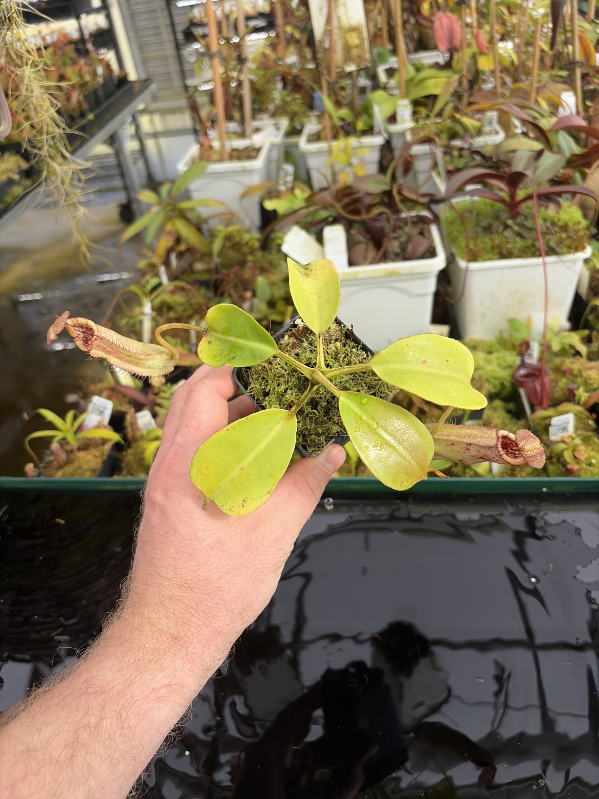 Wide Angle of Nepenthes burbidgeae x robcantleyi | Borneo Exotics | BE-3577 | IN27370
