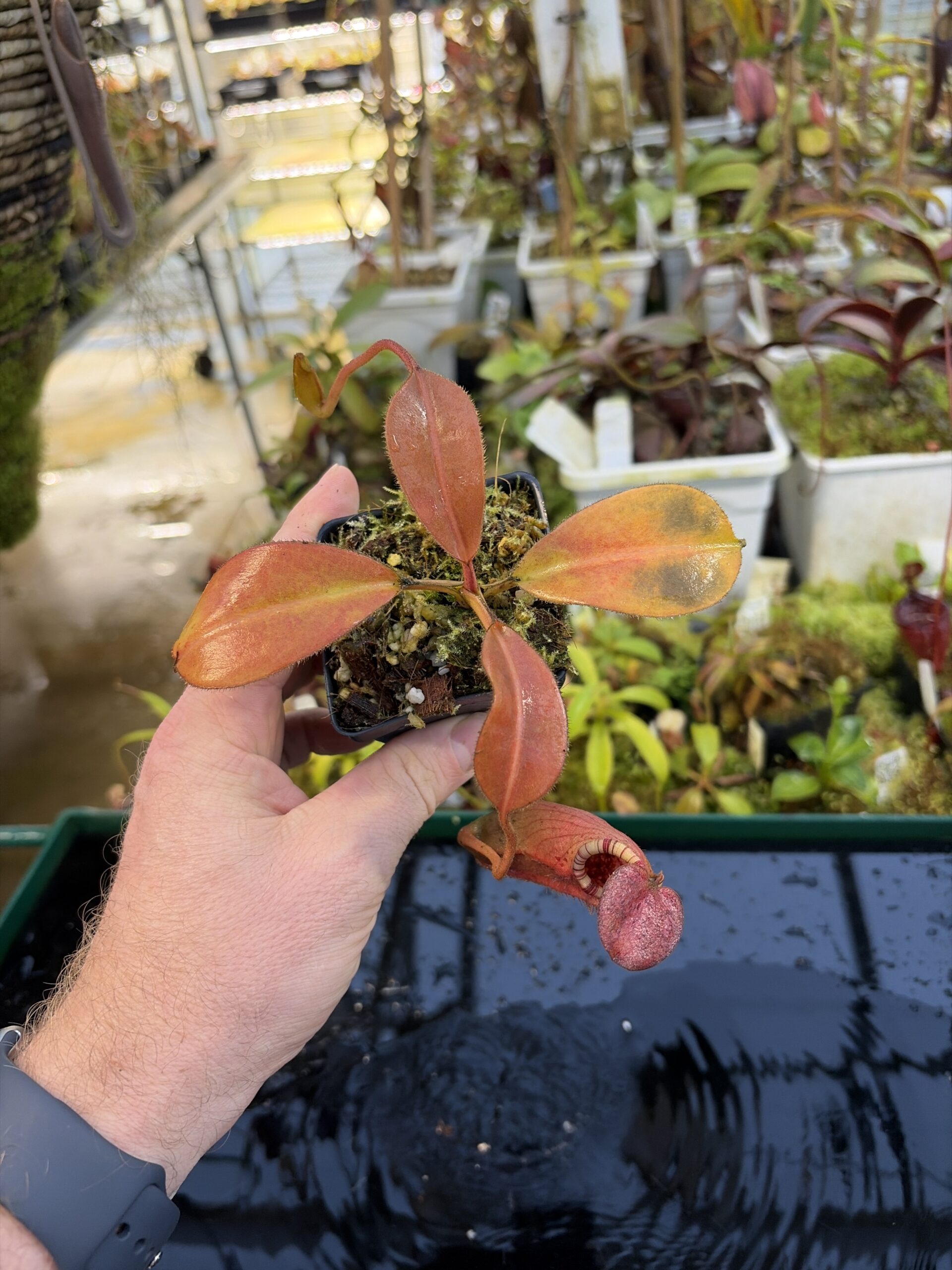 Wide Angle of Nepenthes burbidgeae x (veitchii x lowii) | Borneo Exotics | BE-3993 | IN27255