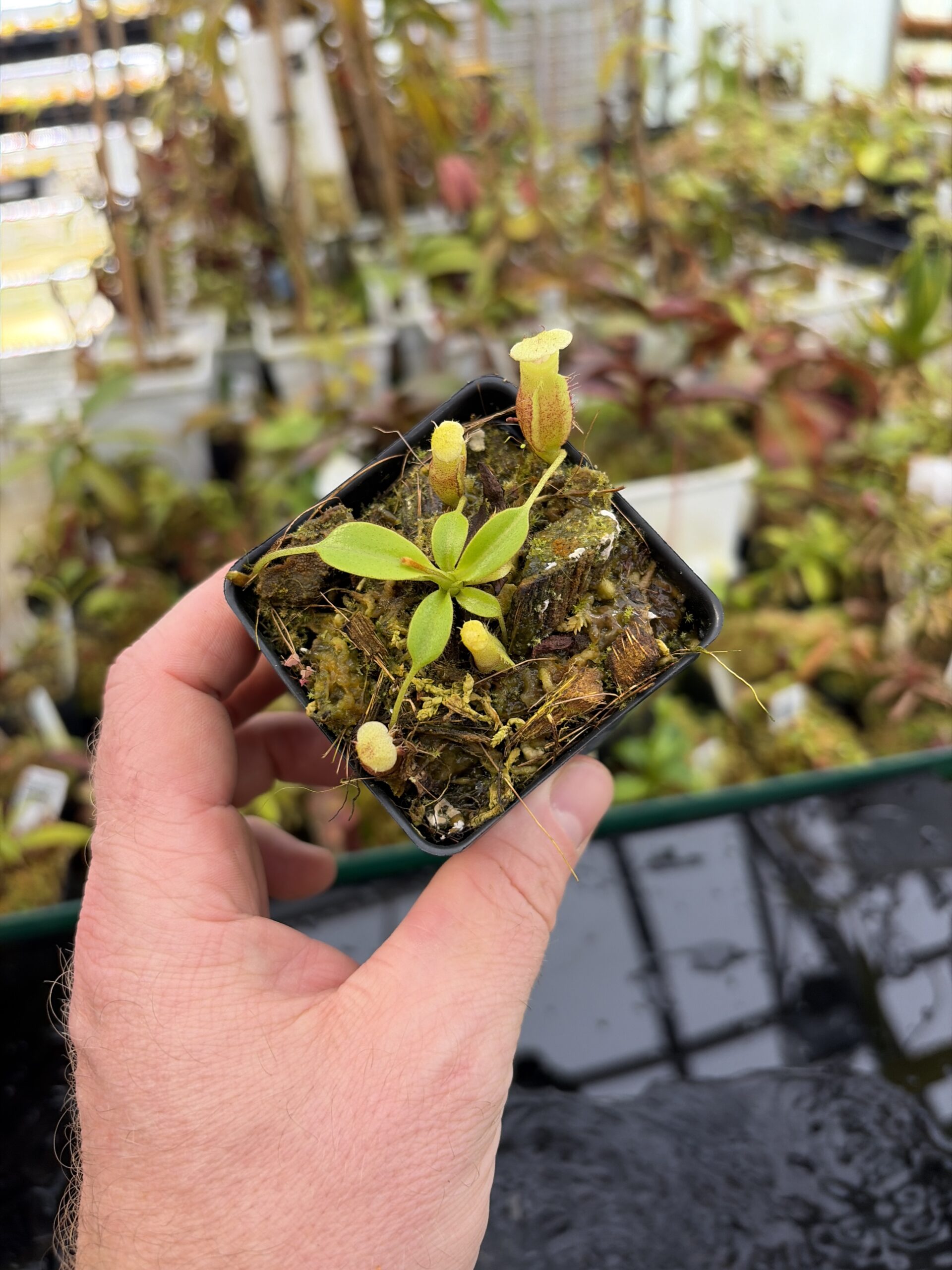 Wide Angle of Nepenthes burbidgeae x villosa | Florae Collaborative | FC-357.07 | H27186
