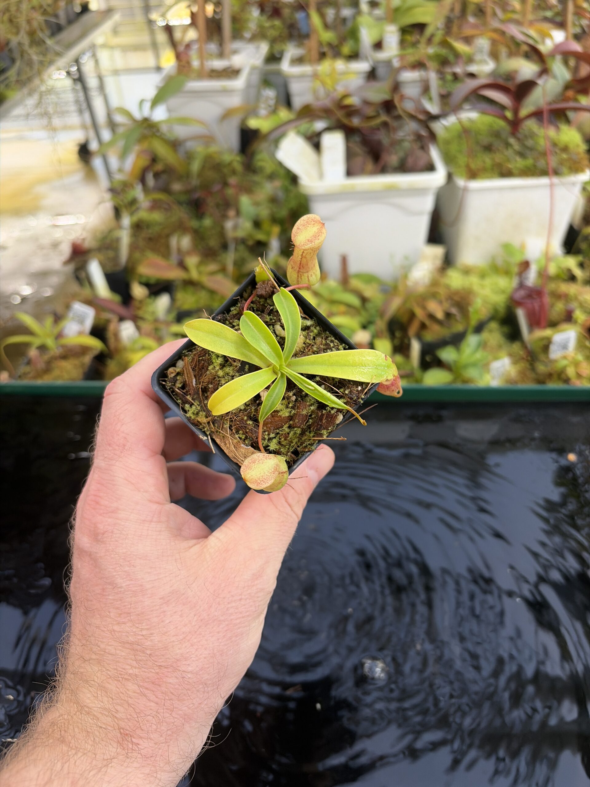 Wide Angle of Nepenthes burkei | Borneo Exotics | BE-4527 | H27425