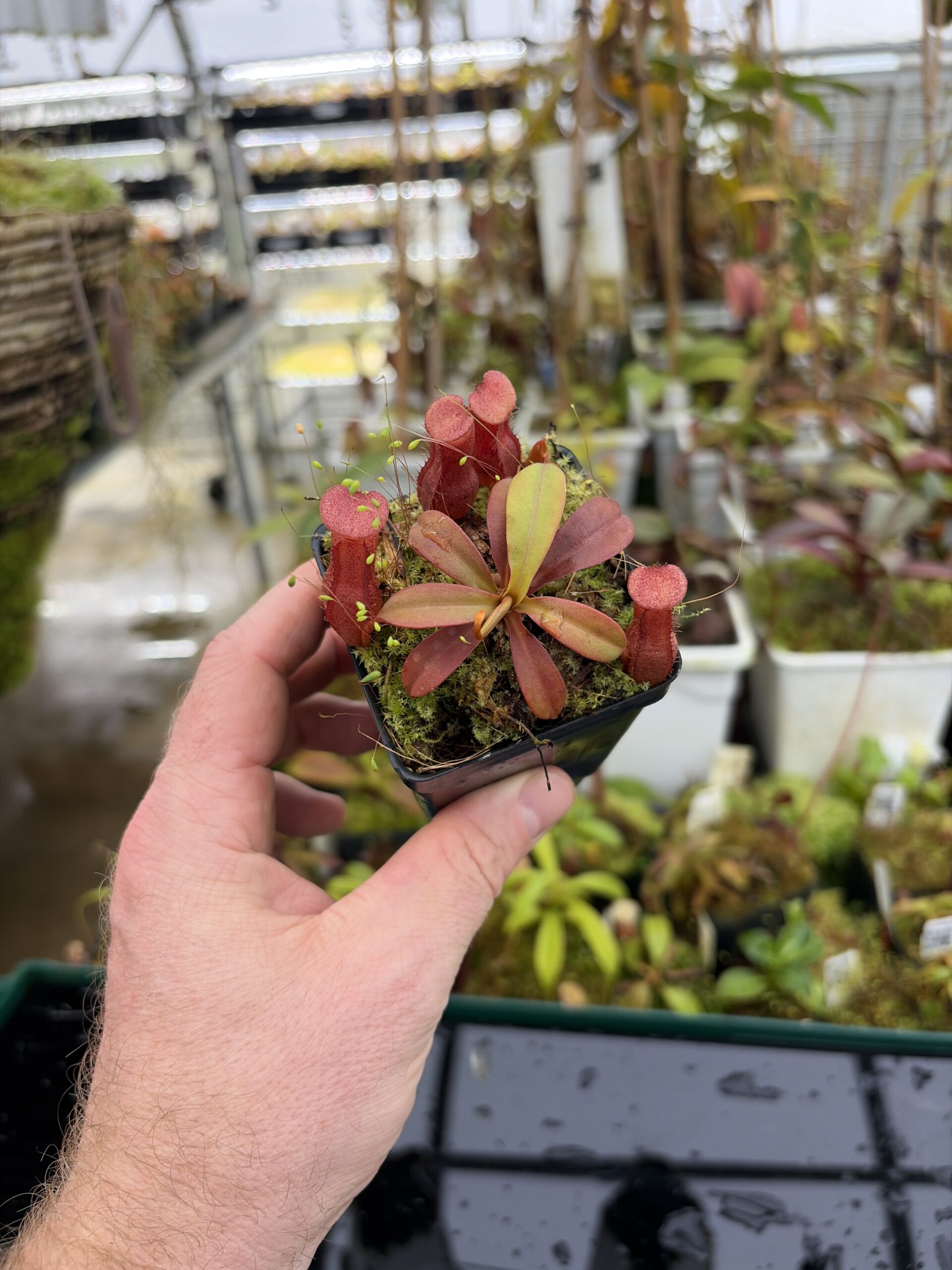 Wide Angle of Nepenthes burkei x (burbidgeae x edwardsiana) | Borneo Exotics | BE-4531 | H27166