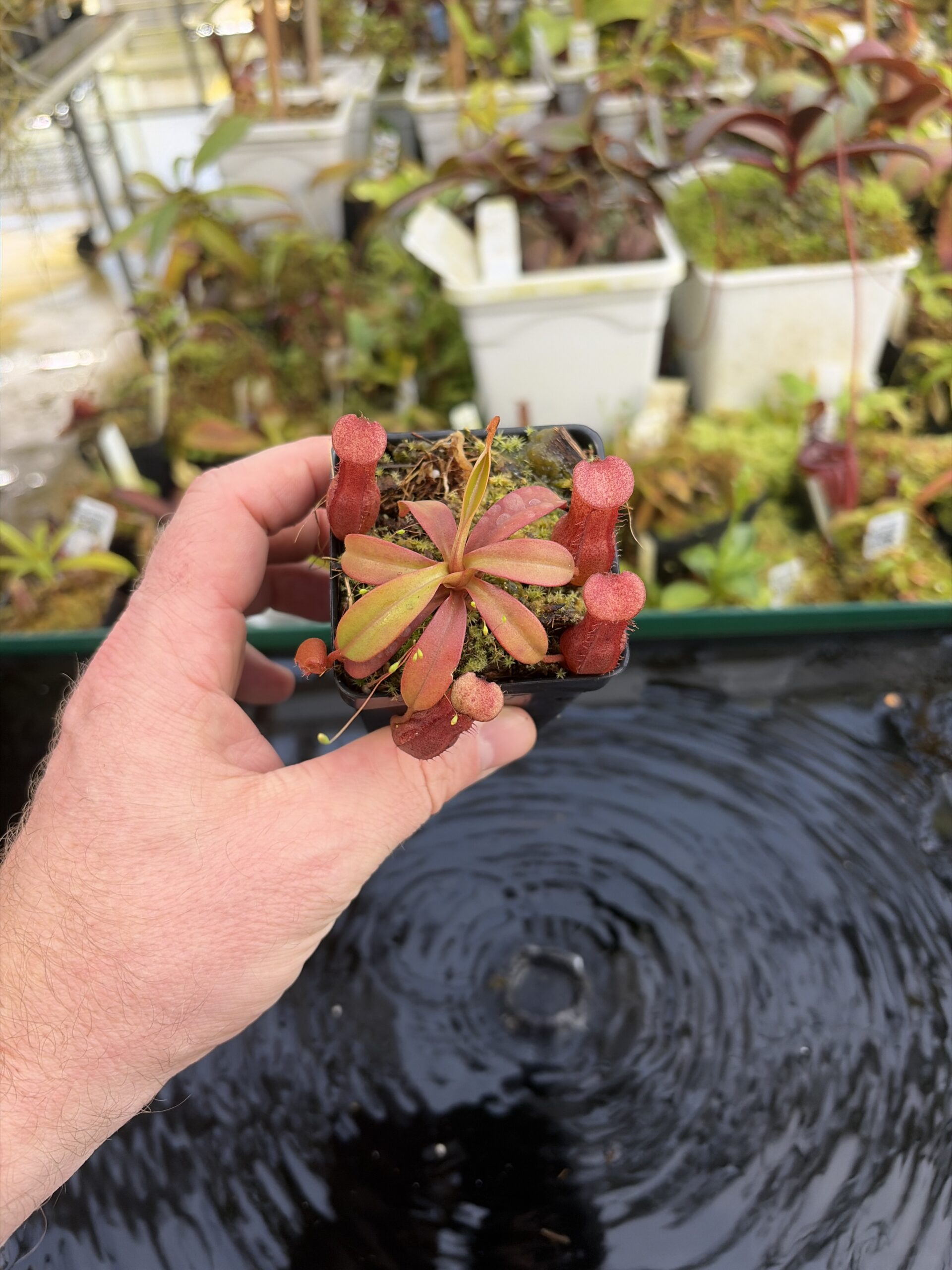 Wide Angle of Nepenthes burkei x (burbidgeae x edwardsiana) | Borneo Exotics | BE-4531 | H27421