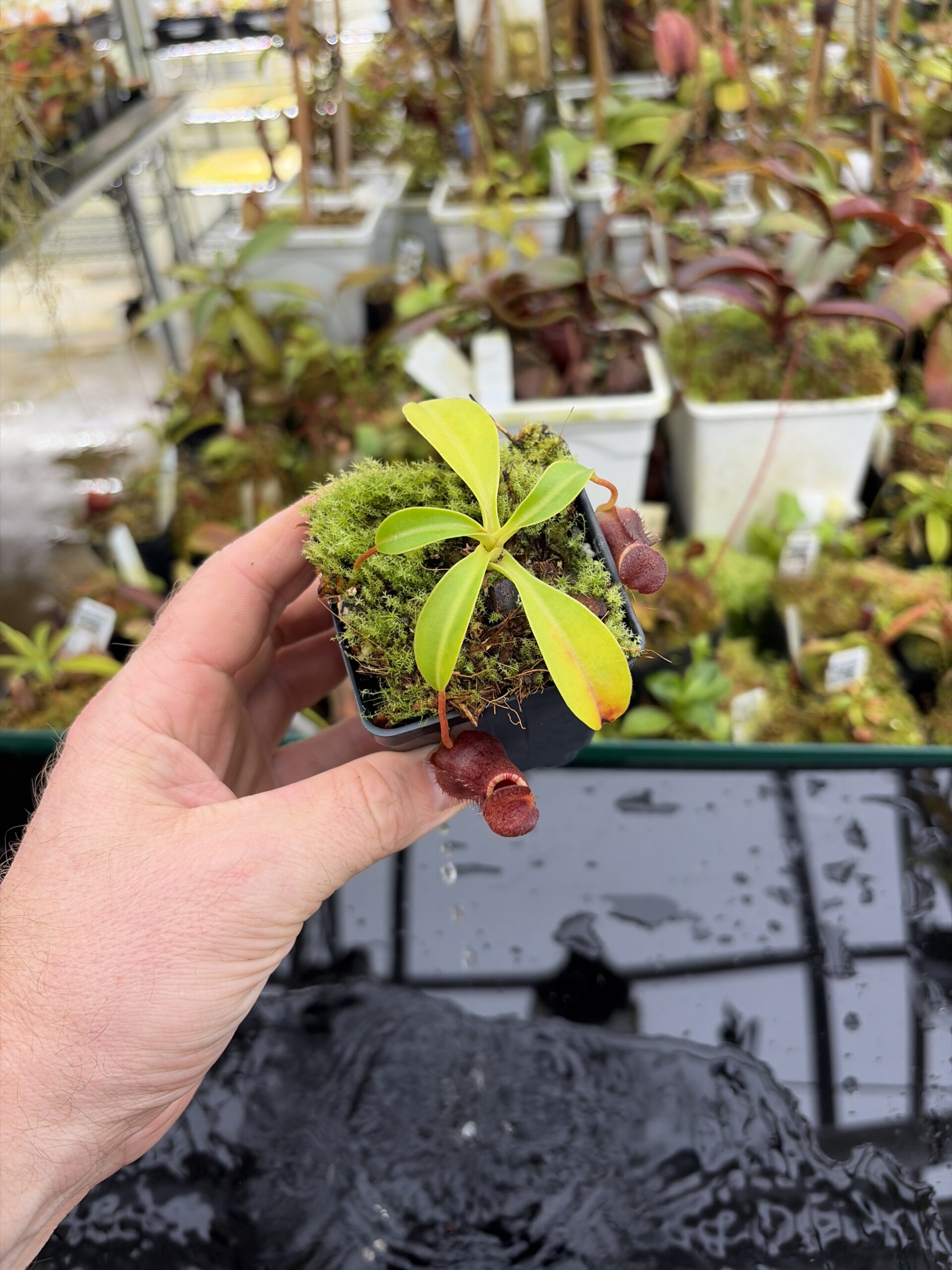 Wide Angle of Nepenthes burkei x lowii | Borneo Exotics | BE-4669 | IN27163