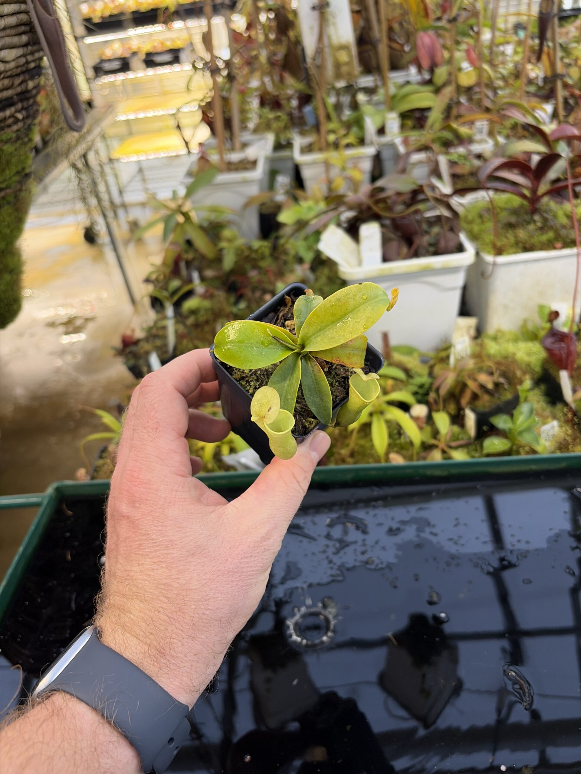 Wide Angle of Nepenthes campanulata | Borneo Exotics | BE-3044 | L27235