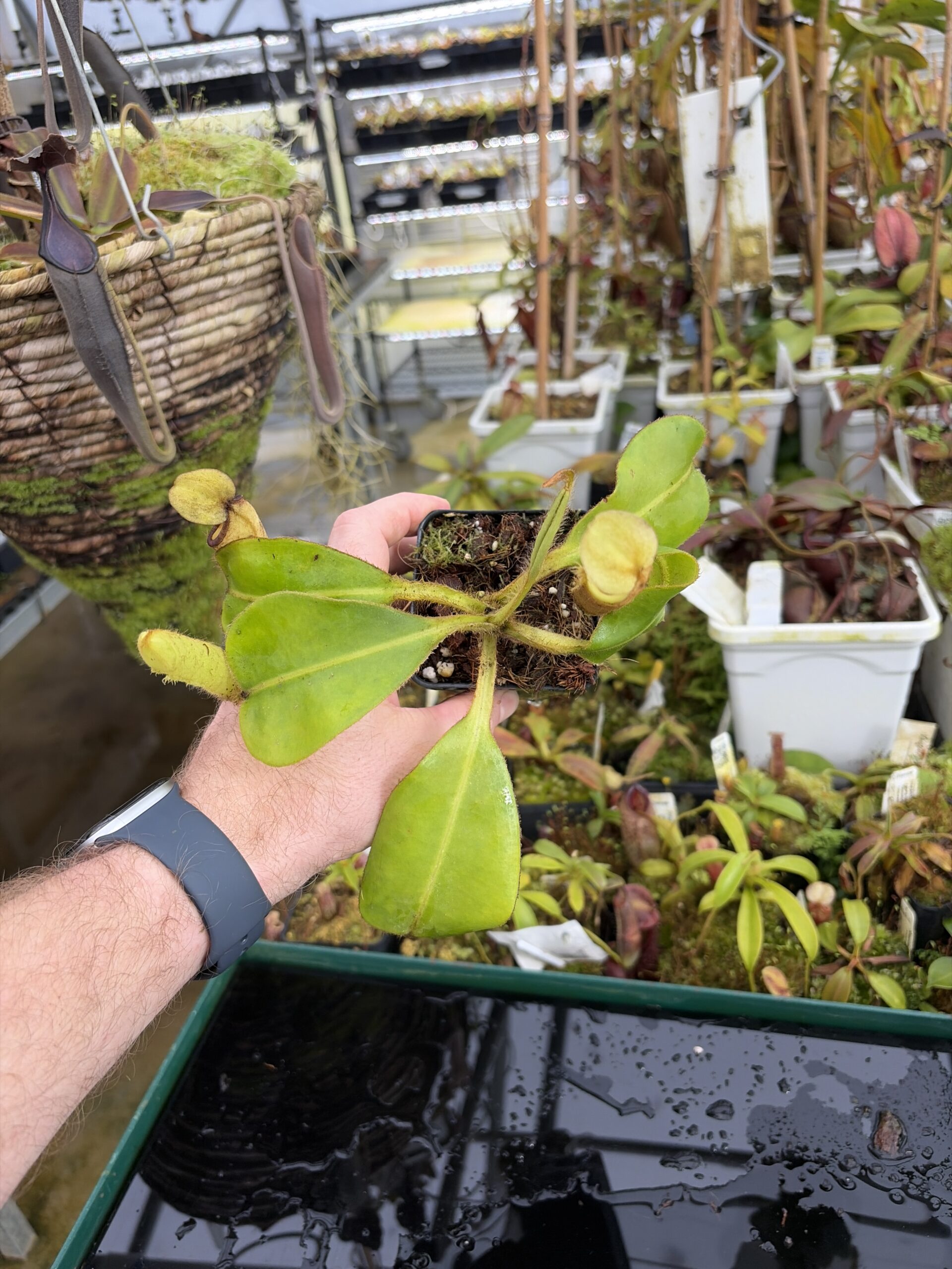Wide Angle of Nepenthes chaniana | Borneo Exotics | BE-3673 | IN27215
