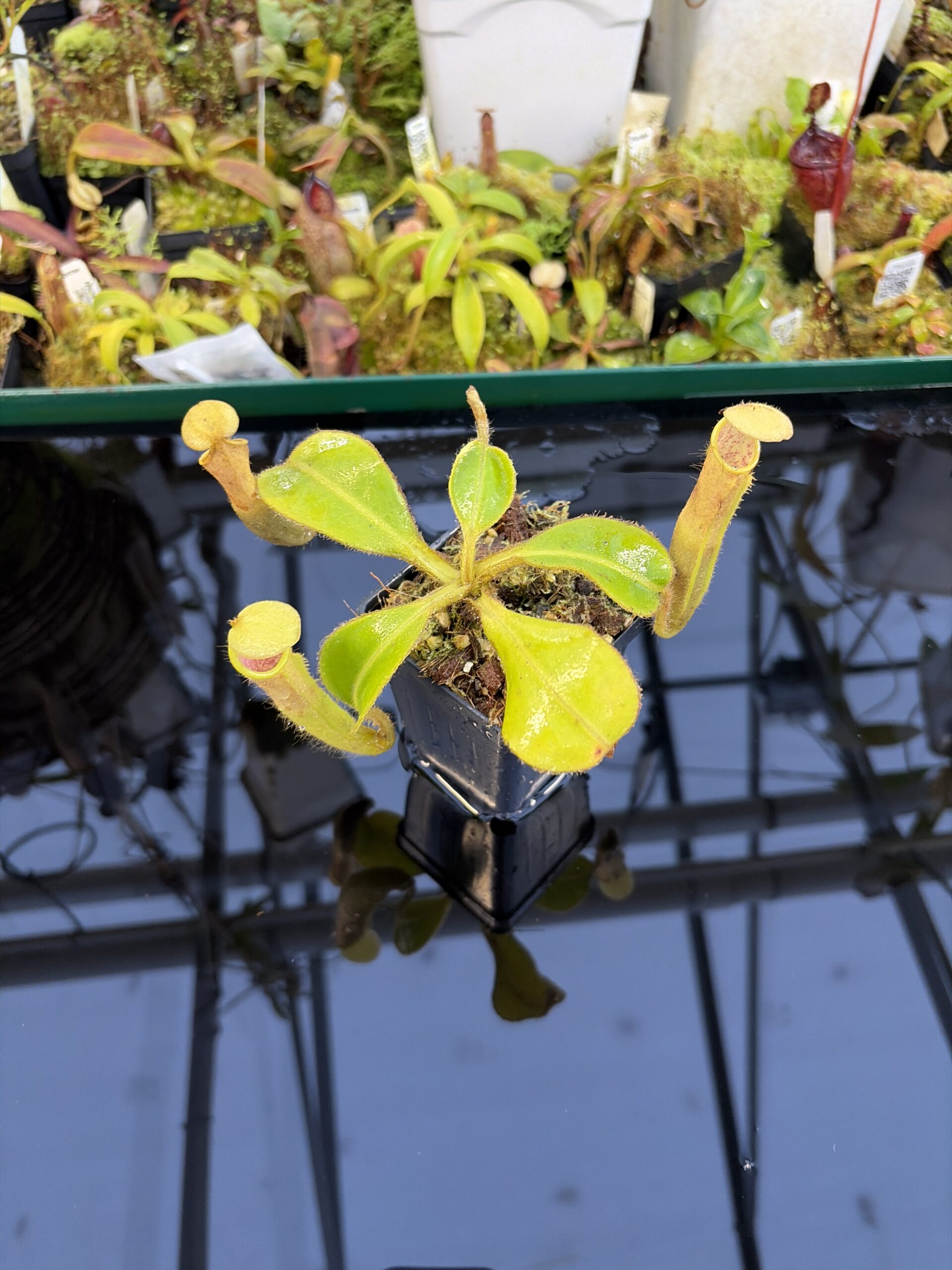 Wide Angle of Nepenthes chaniana | Borneo Exotics | BE-3673 | IN27249