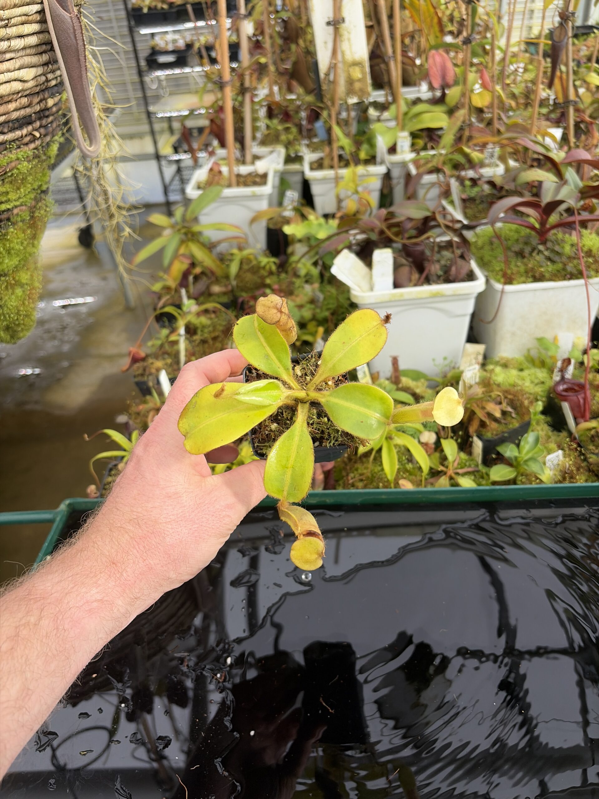 Wide Angle of Nepenthes chaniana | Borneo Exotics | BE-3673 | IN27368